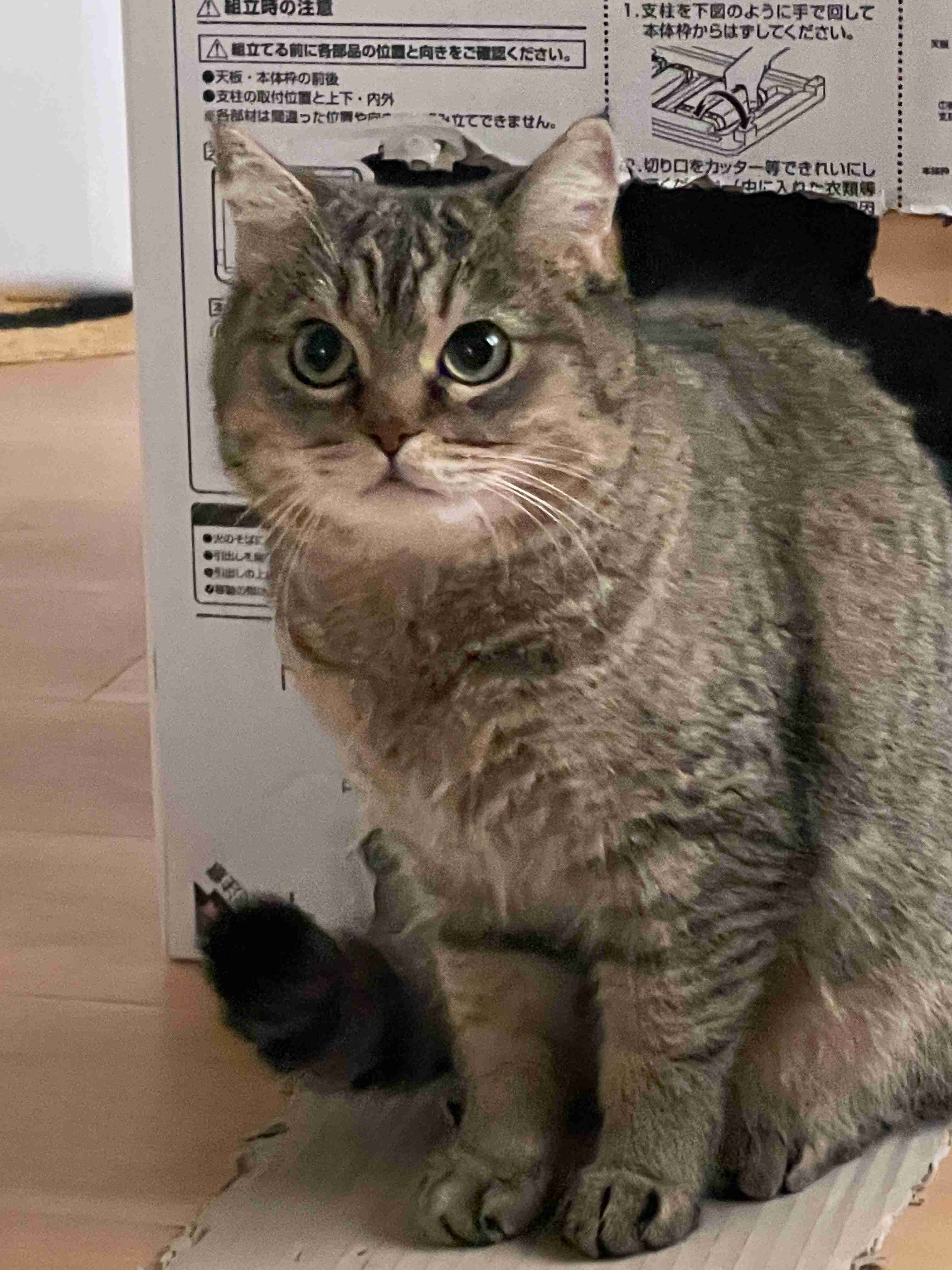 【身バレしない程度に】お宅の愛猫ちゃんを見せてください！part11 