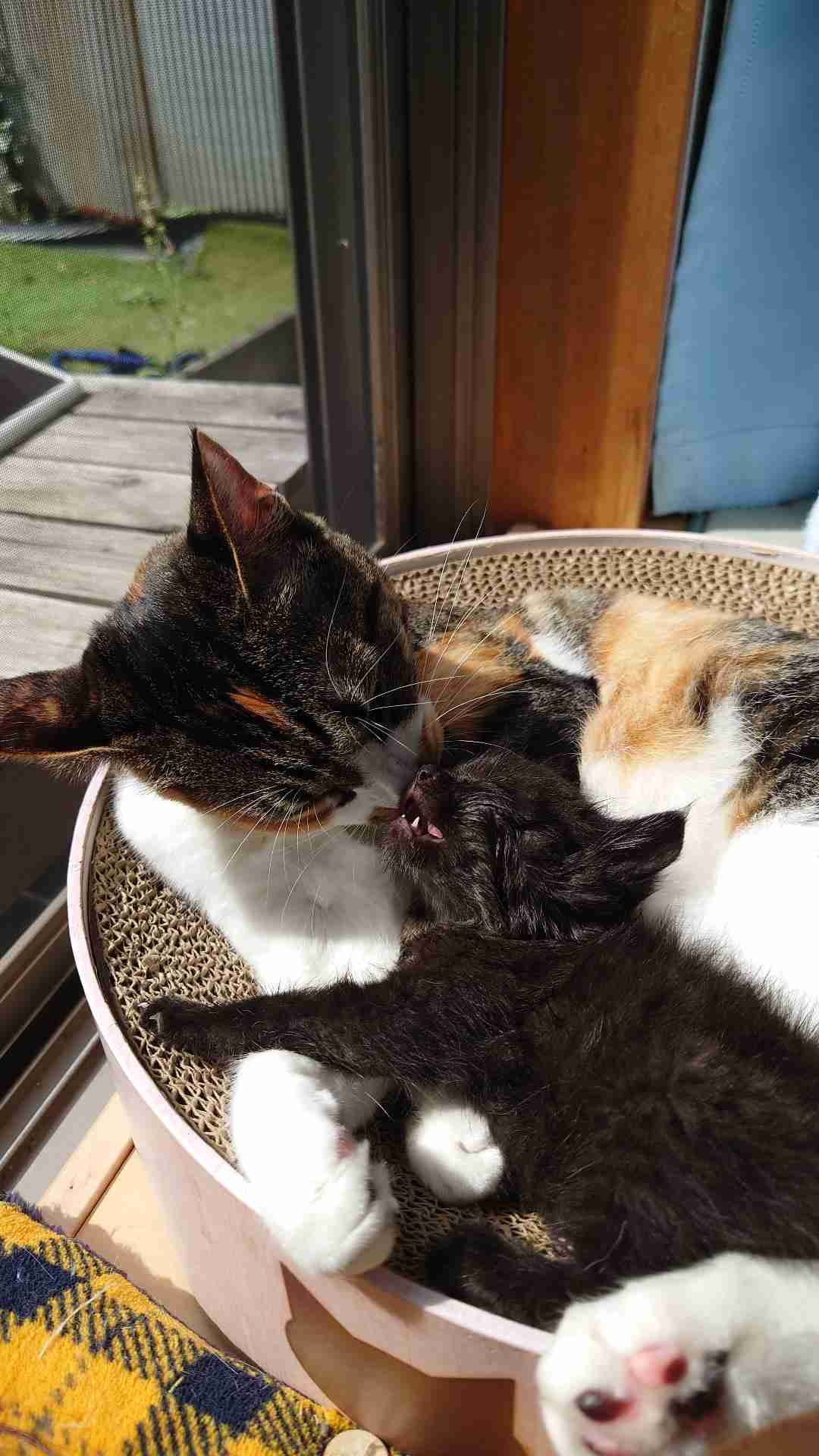 【身バレしない程度に】お宅の愛猫ちゃんを見せてください！part11 