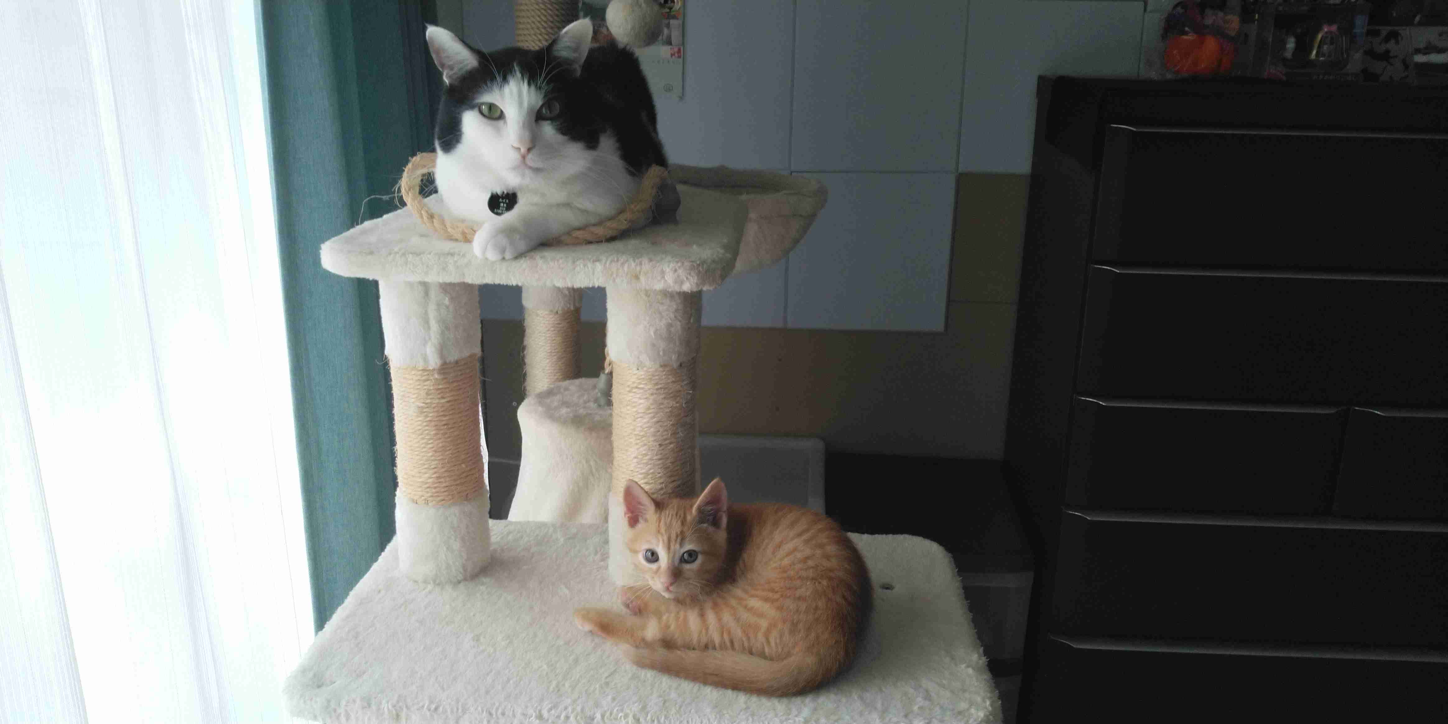 【身バレしない程度に】お宅の愛猫ちゃんを見せてください！part11 