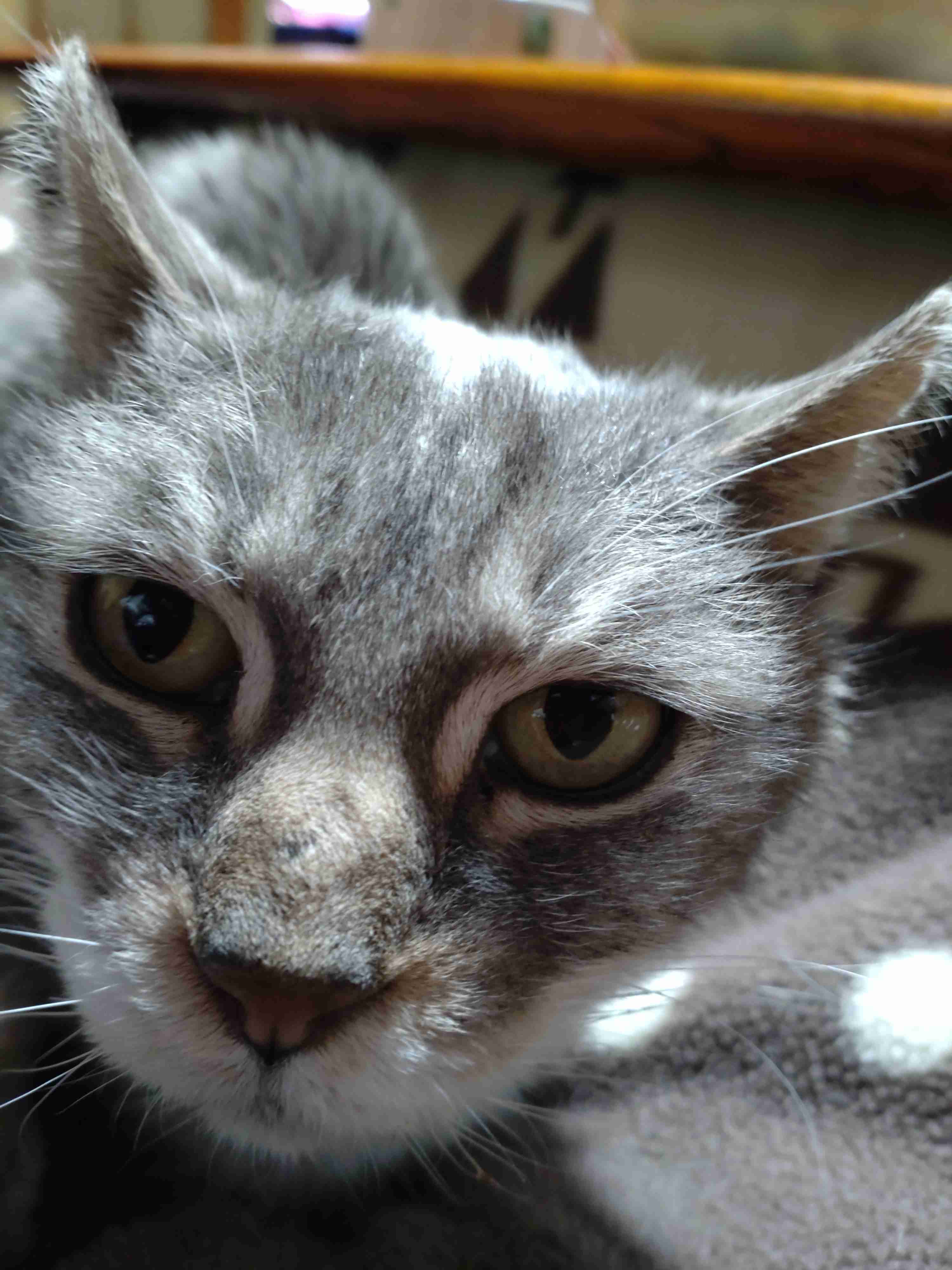 【身バレしない程度に】お宅の愛猫ちゃんを見せてください！part11 