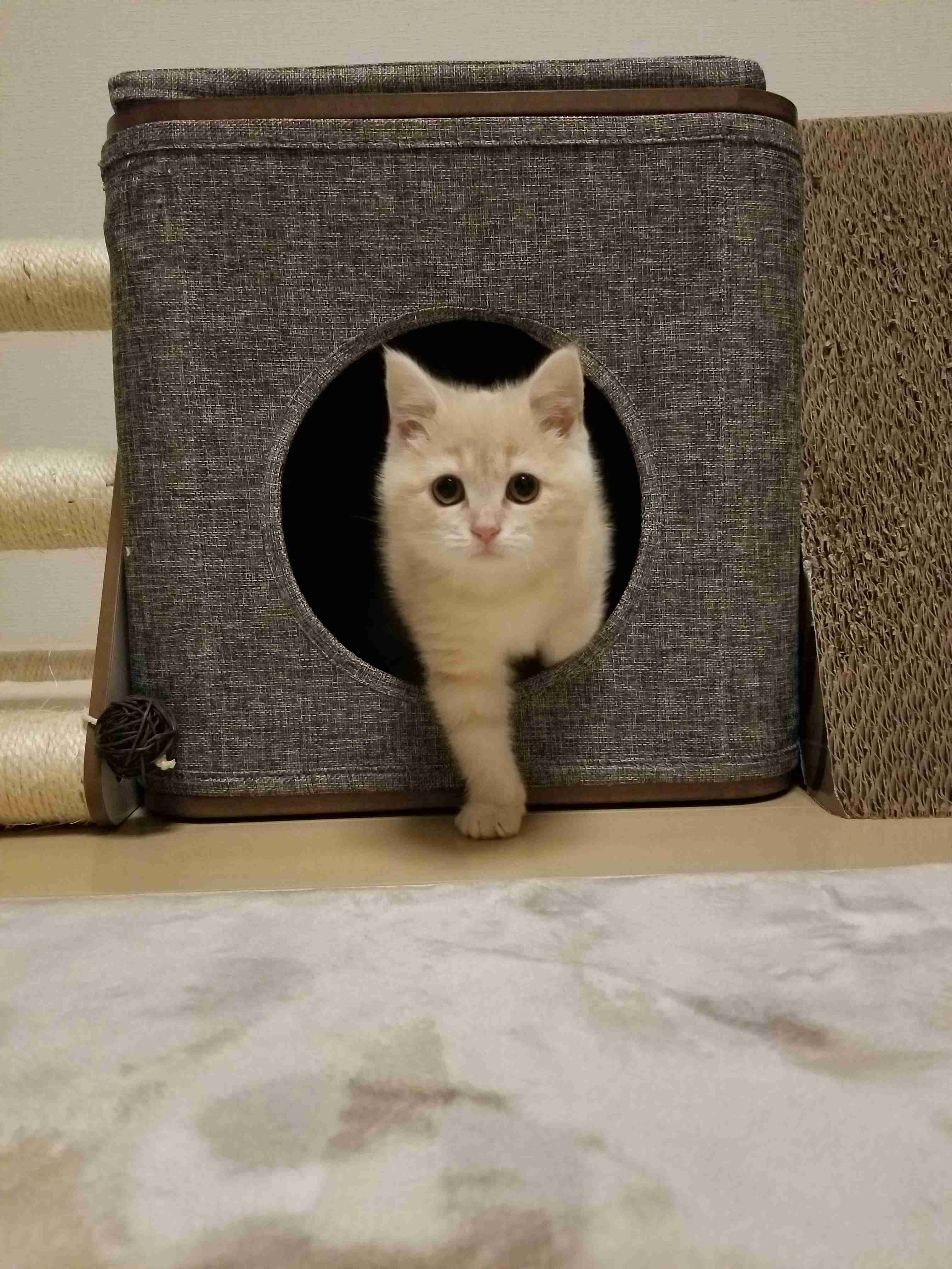 【身バレしない程度に】お宅の愛猫ちゃんを見せてください！part11 