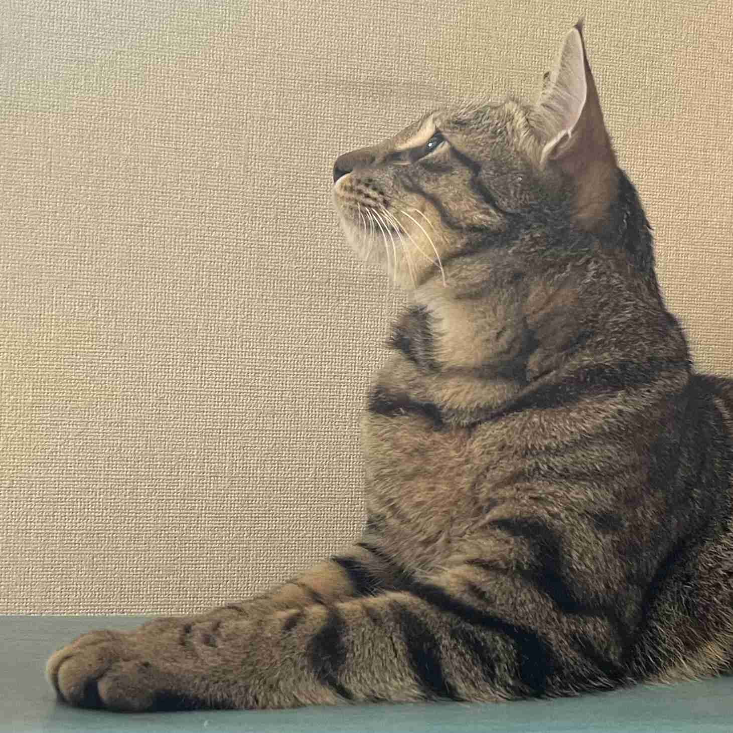 【身バレしない程度に】お宅の愛猫ちゃんを見せてください！part11 