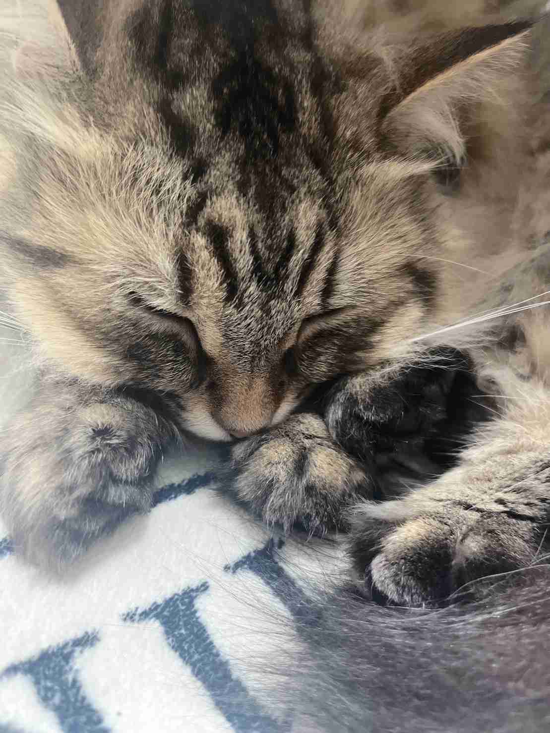 【身バレしない程度に】お宅の愛猫ちゃんを見せてください！part11 