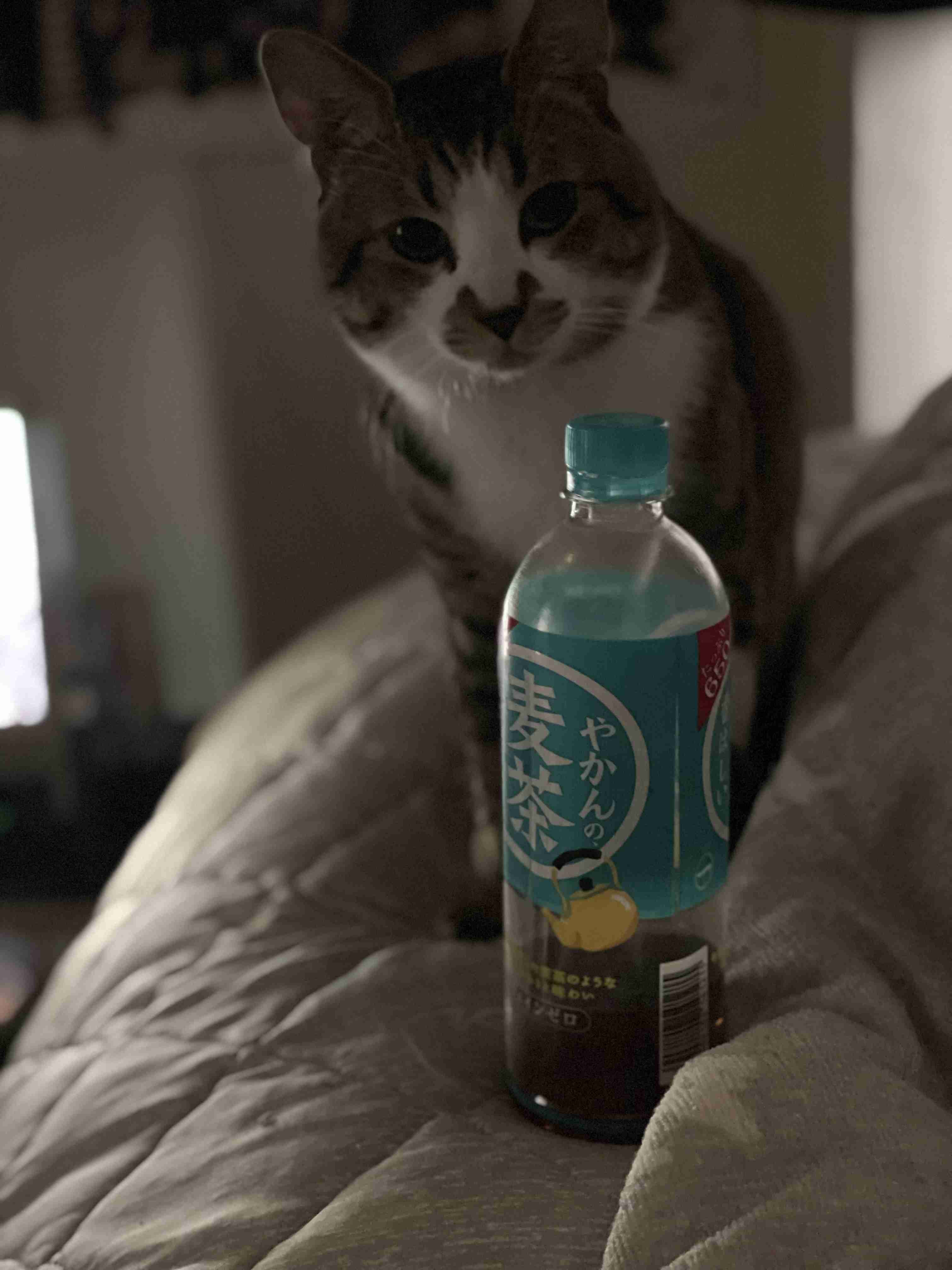 【身バレしない程度に】お宅の愛猫ちゃんを見せてください！part11 