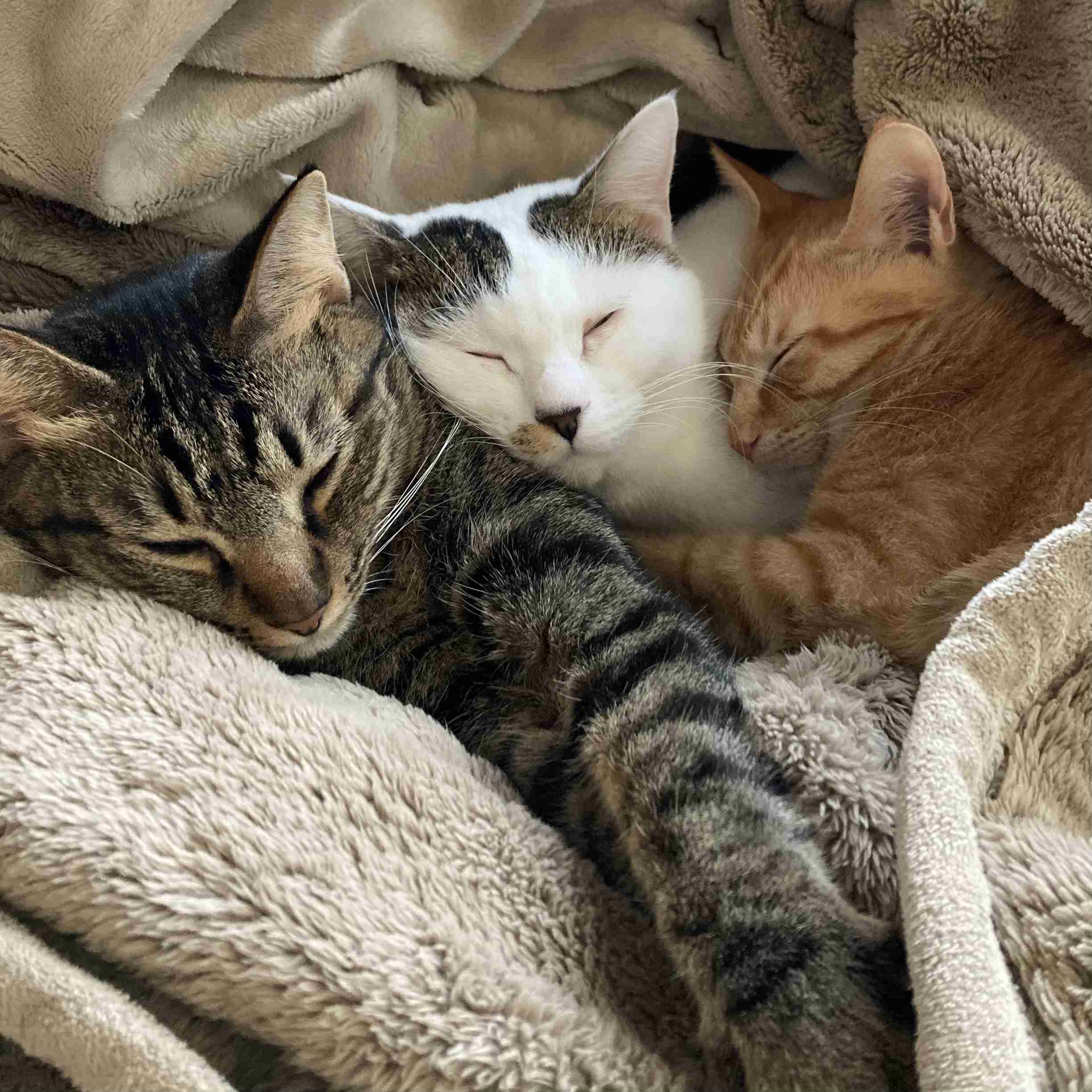 【身バレしない程度に】お宅の愛猫ちゃんを見せてください！part11 