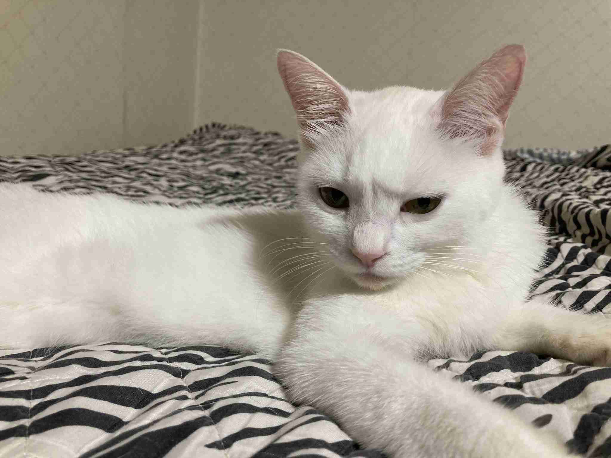 【身バレしない程度に】お宅の愛猫ちゃんを見せてください！part11 