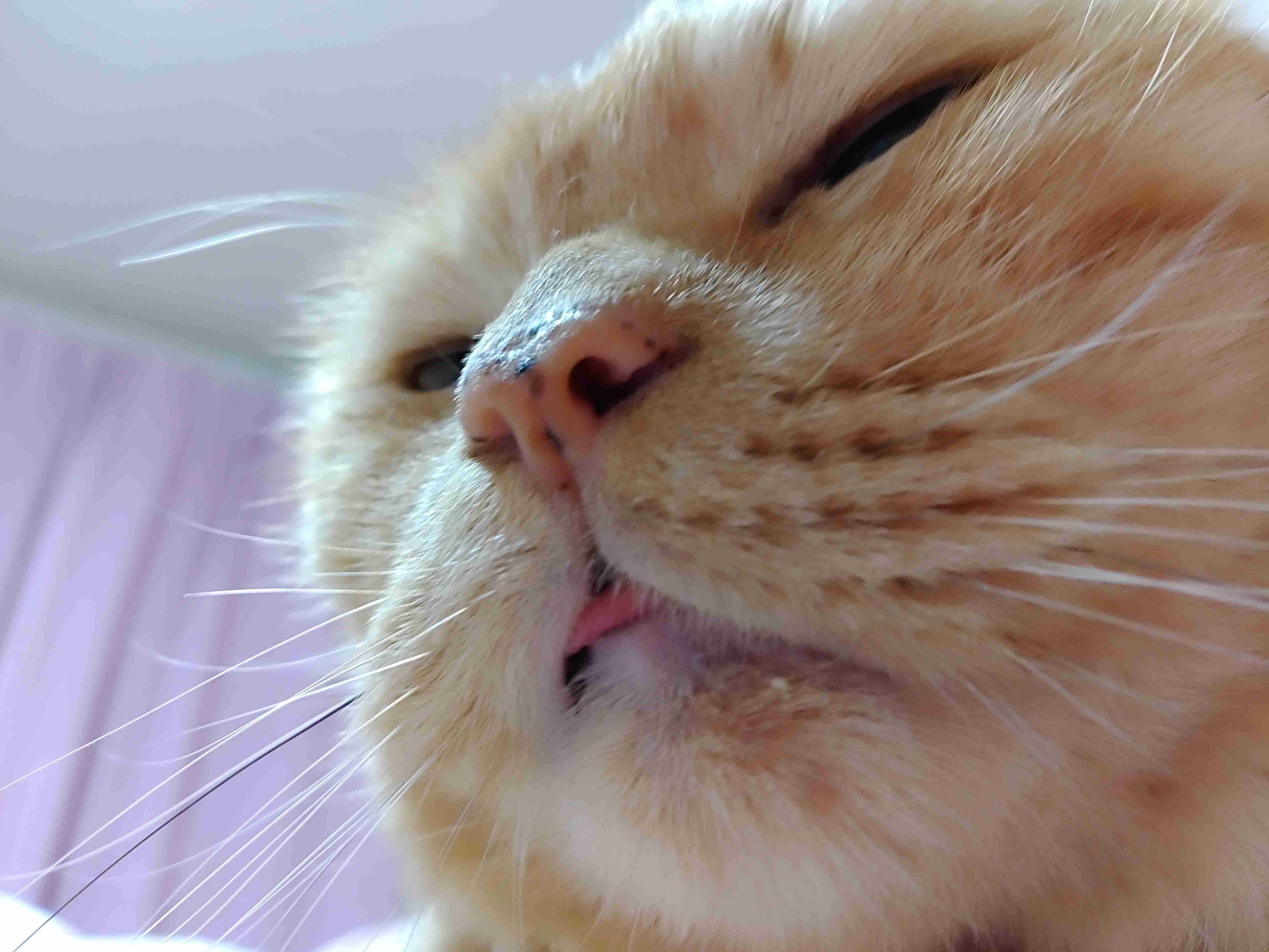 【身バレしない程度に】お宅の愛猫ちゃんを見せてください！part11 