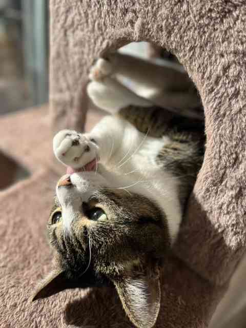 【身バレしない程度に】お宅の愛猫ちゃんを見せてください！part11 