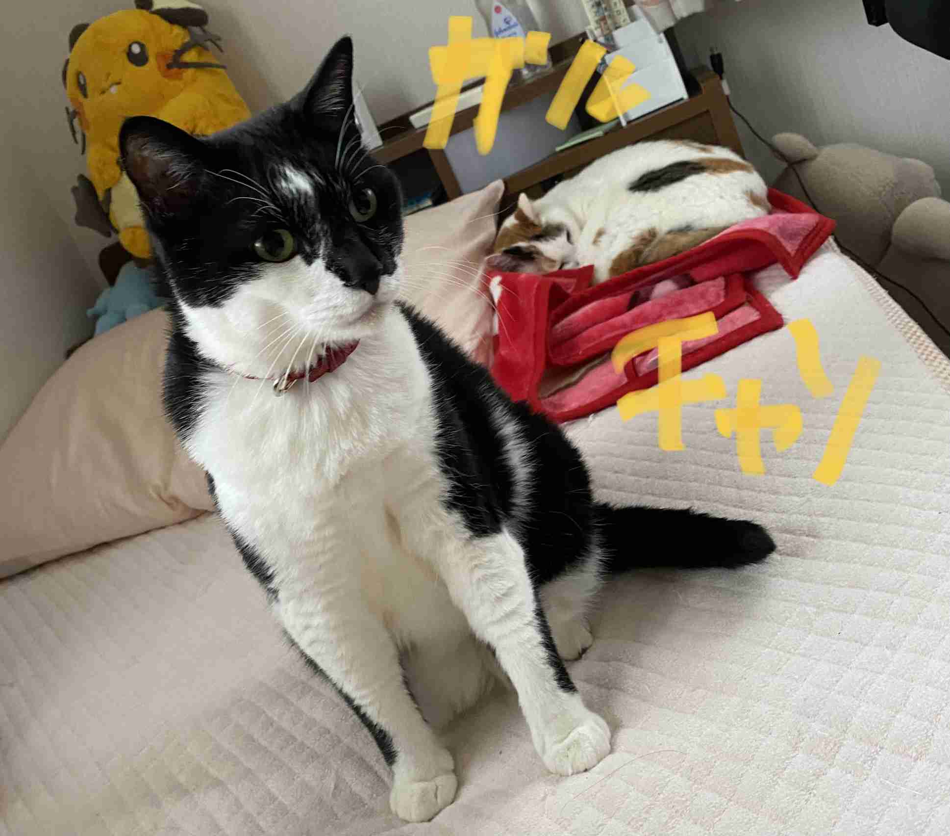 【身バレしない程度に】お宅の愛猫ちゃんを見せてください！part11 