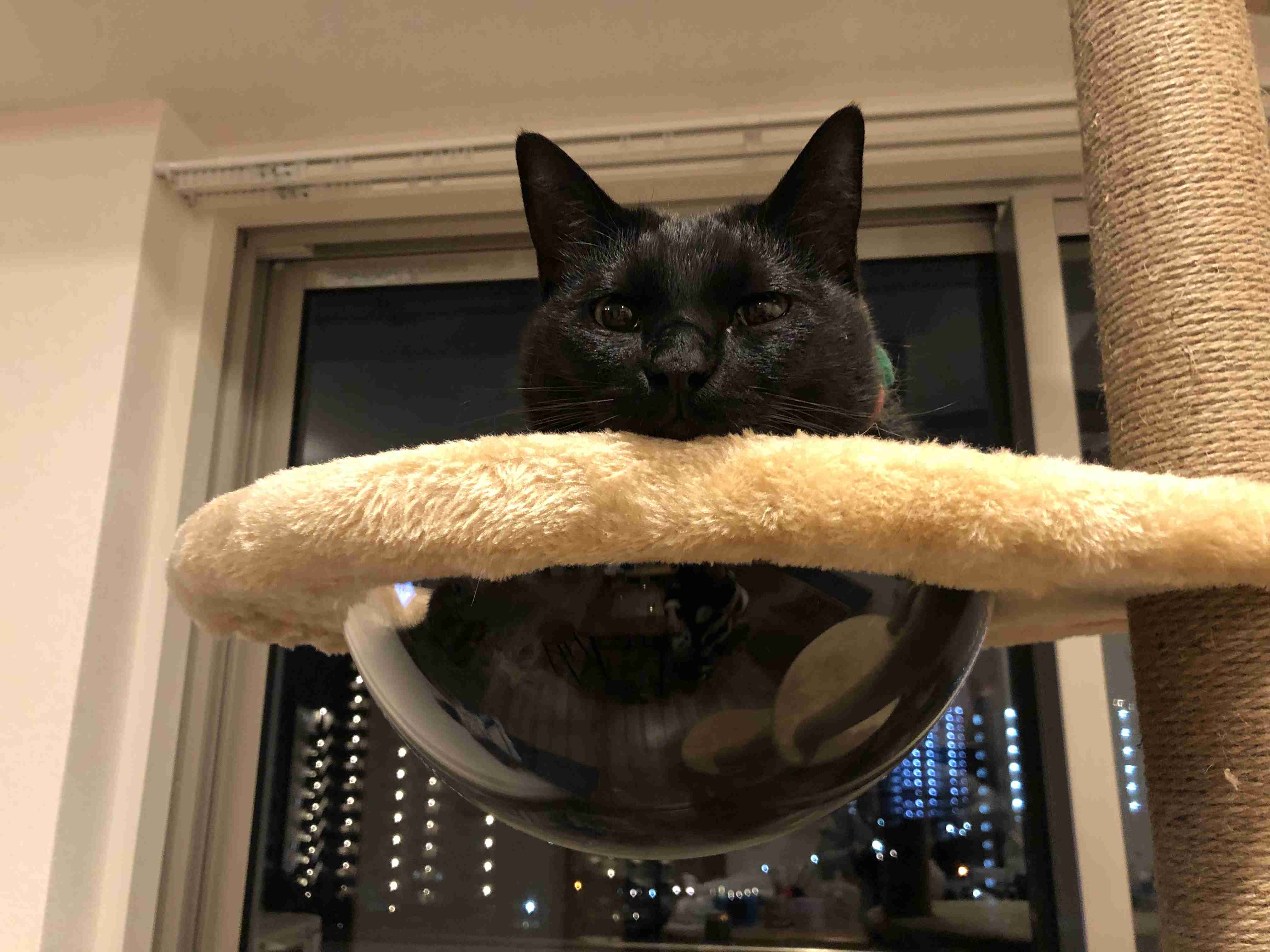 【身バレしない程度に】お宅の愛猫ちゃんを見せてください！part11 