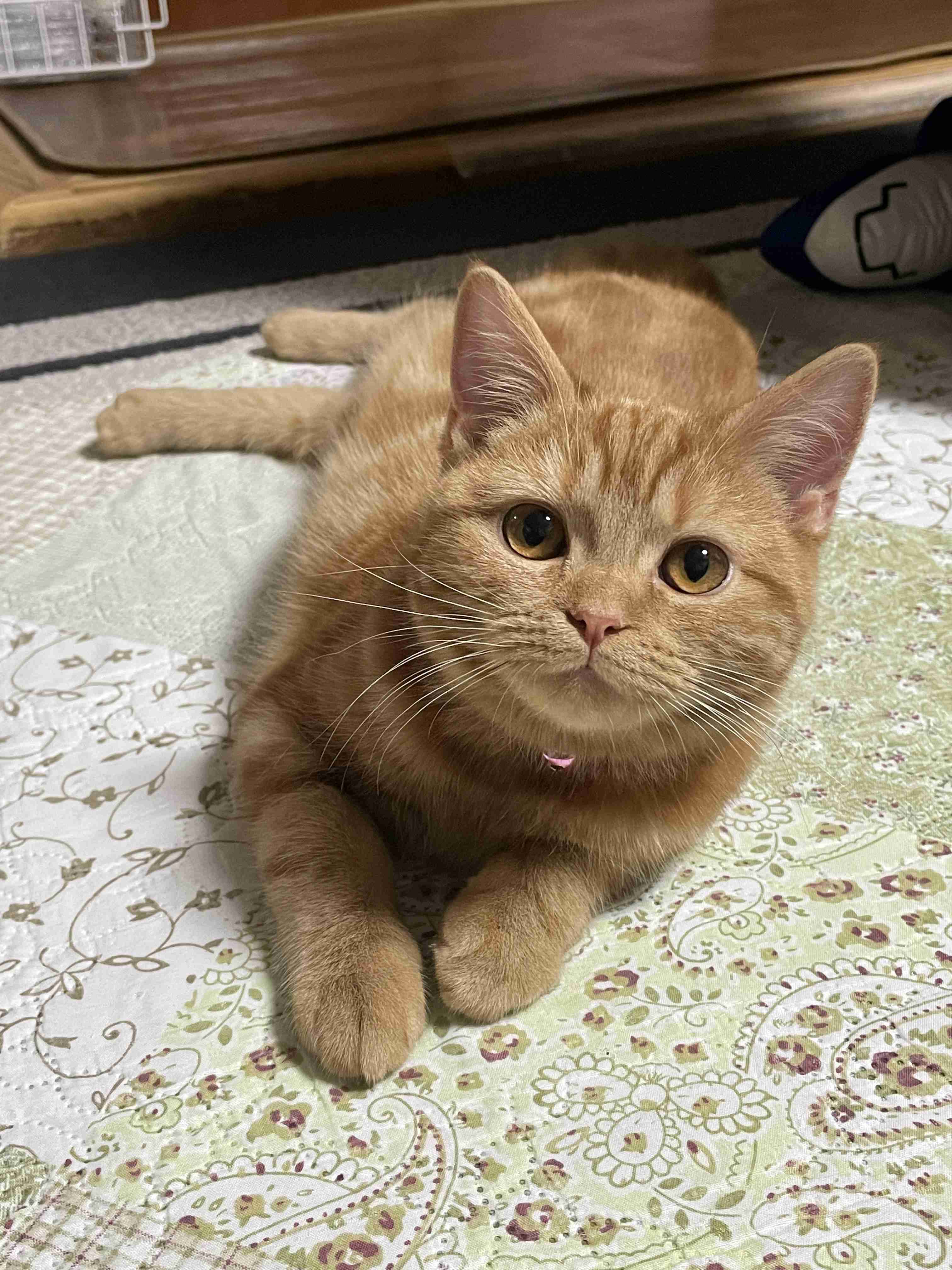 【身バレしない程度に】お宅の愛猫ちゃんを見せてください！part11 