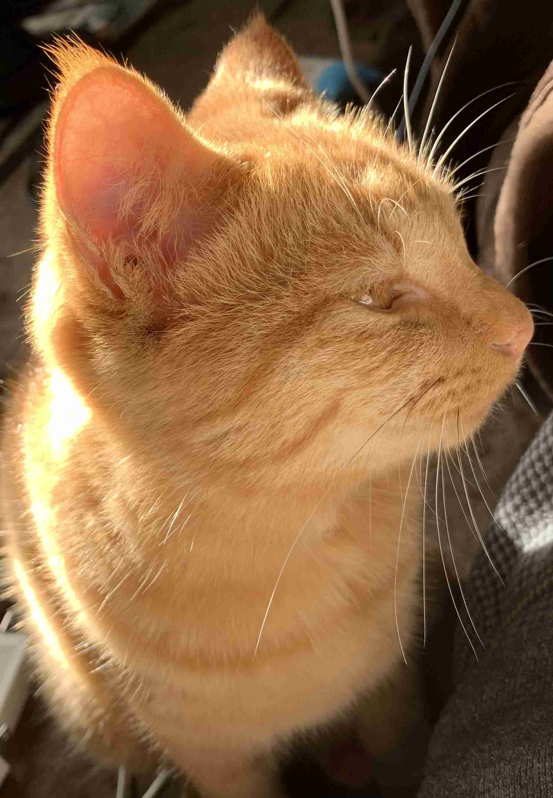 【身バレしない程度に】お宅の愛猫ちゃんを見せてください！part11 