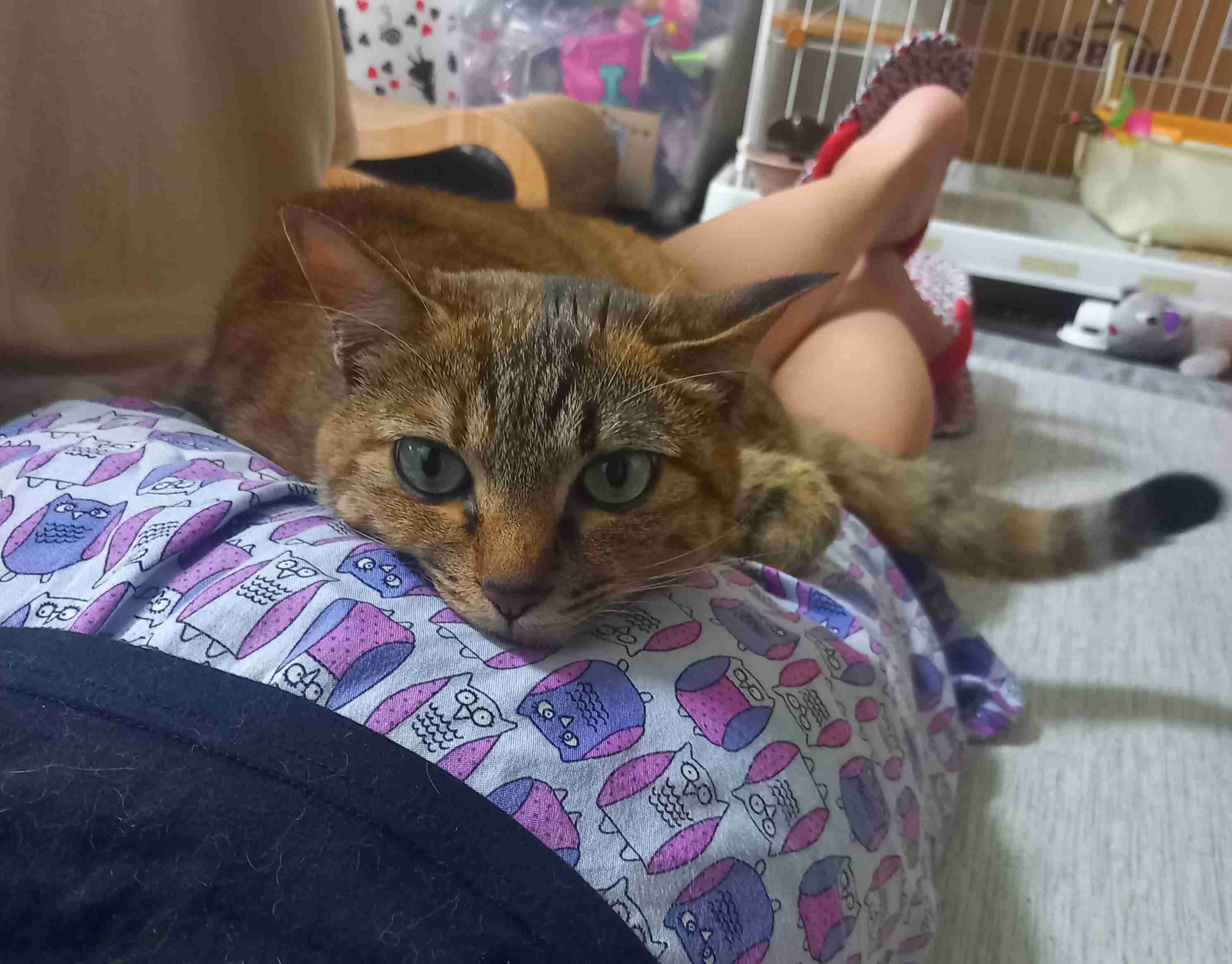 【身バレしない程度に】お宅の愛猫ちゃんを見せてください！part11 