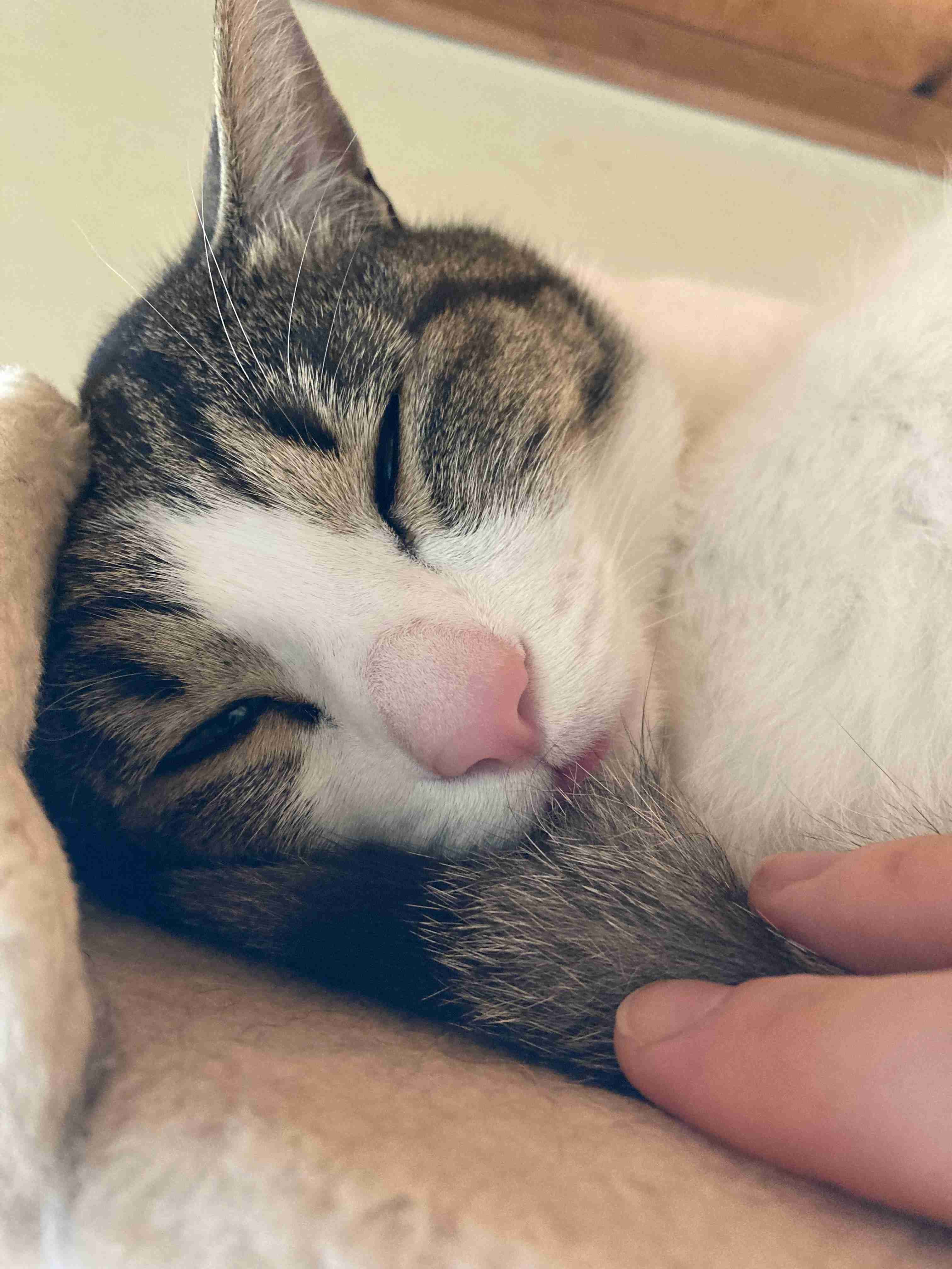 【身バレしない程度に】お宅の愛猫ちゃんを見せてください！part11 