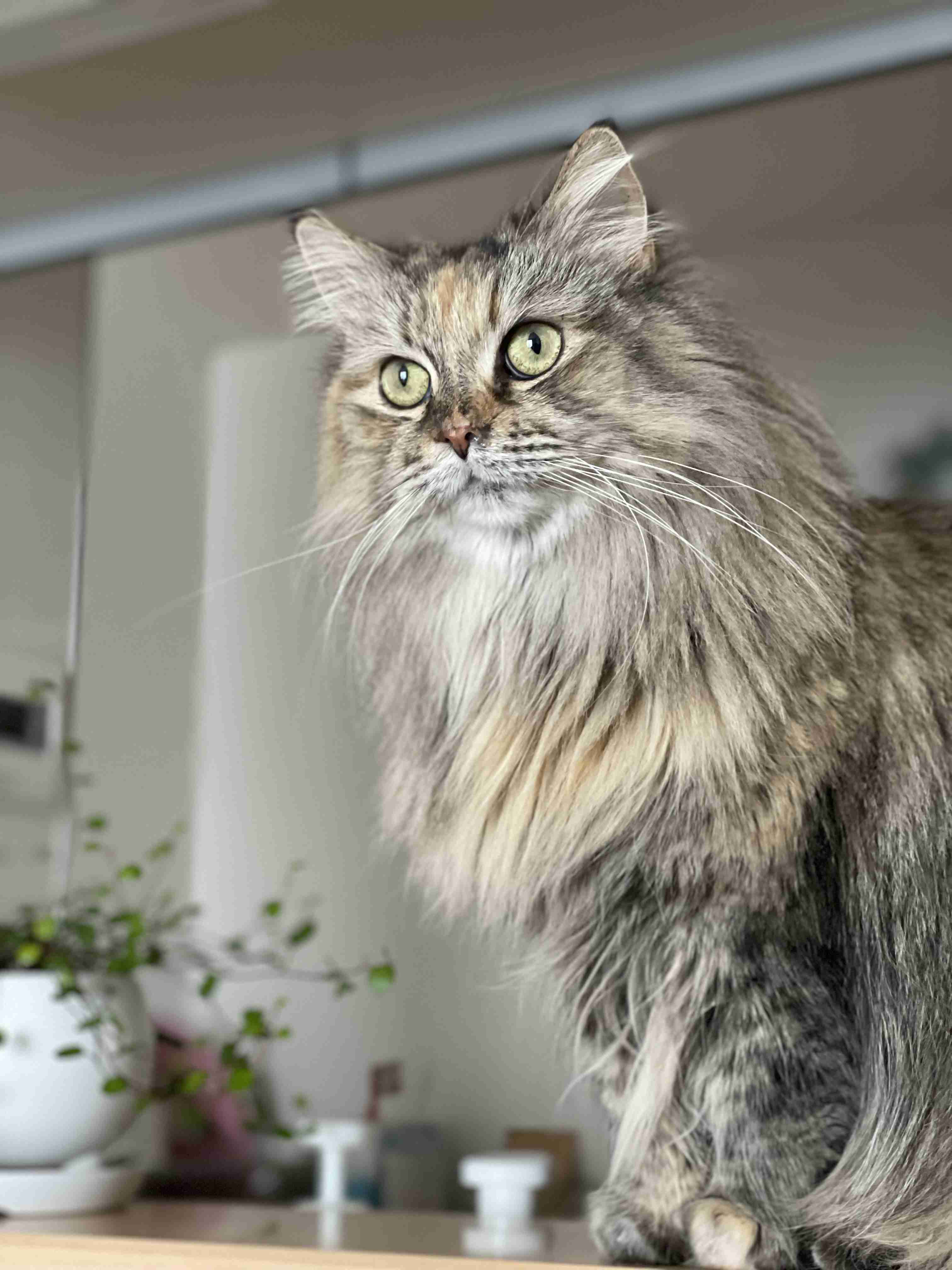 【身バレしない程度に】お宅の愛猫ちゃんを見せてください！part11 