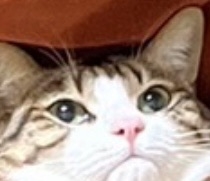 【身バレしない程度に】お宅の愛猫ちゃんを見せてください！part11 