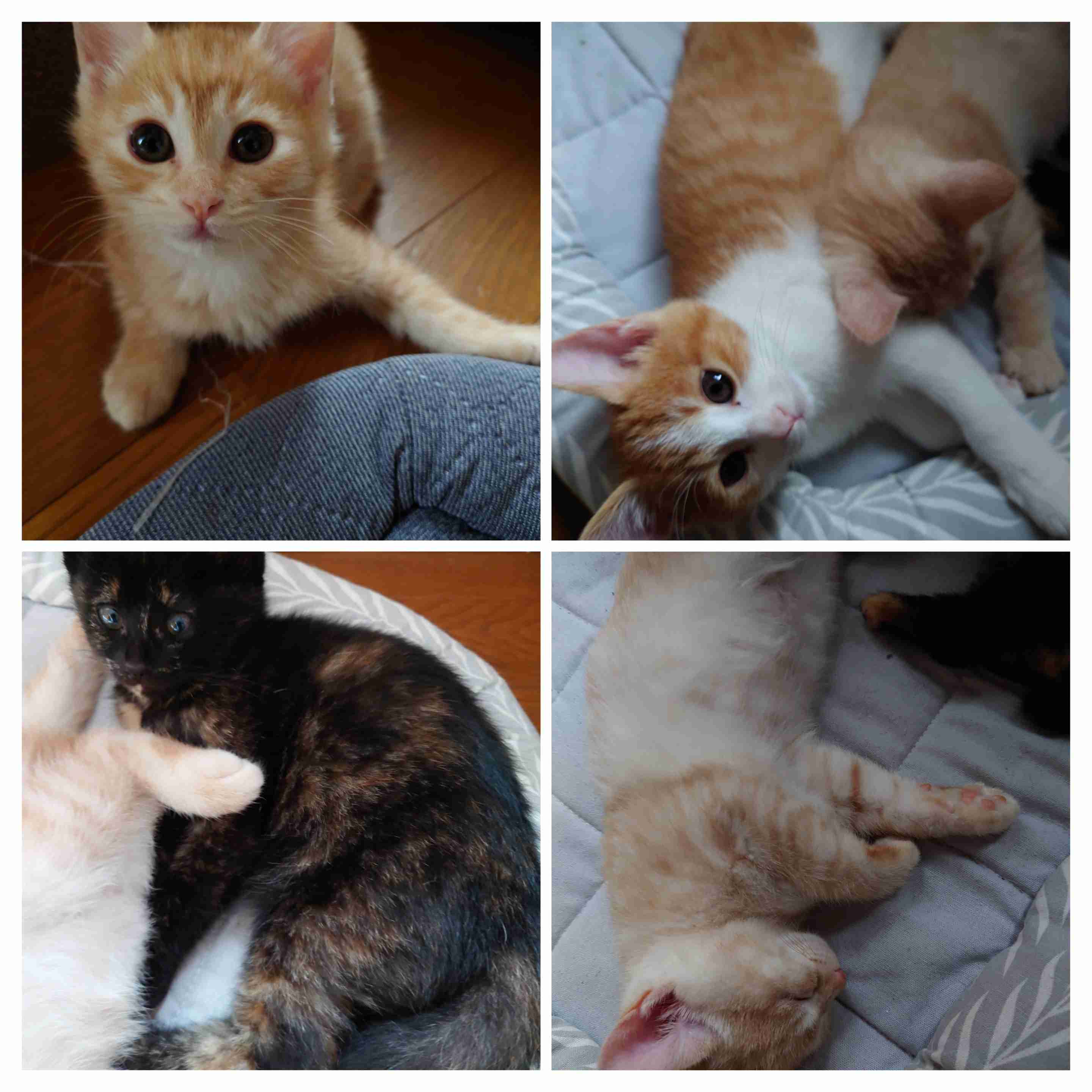 【身バレしない程度に】お宅の愛猫ちゃんを見せてください！part11 