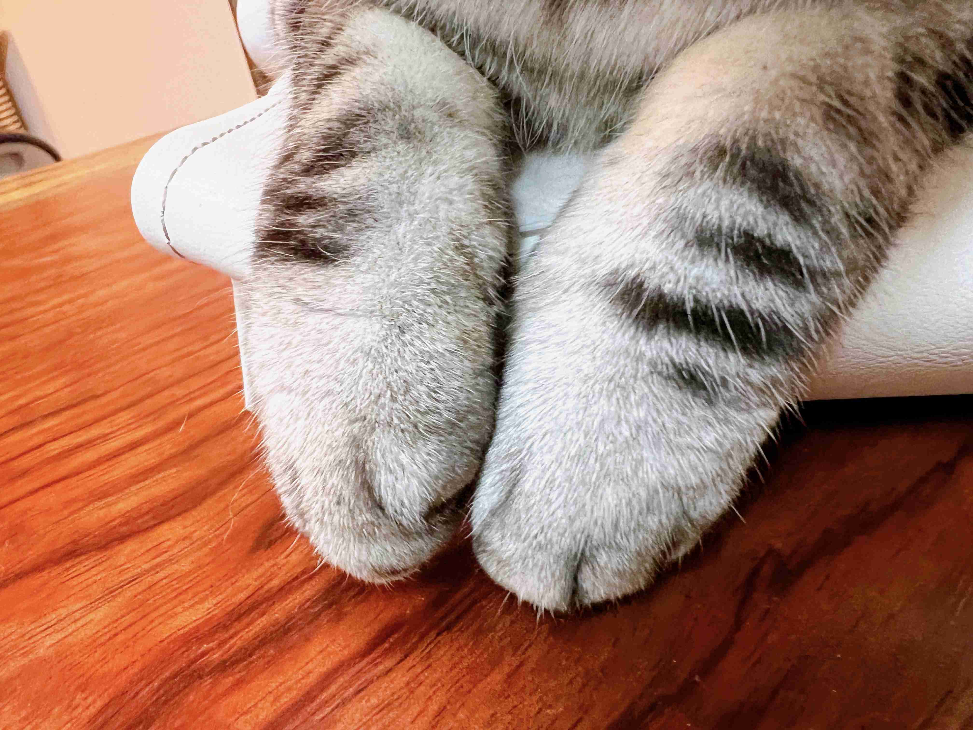 【身バレしない程度に】お宅の愛猫ちゃんを見せてください！part11 