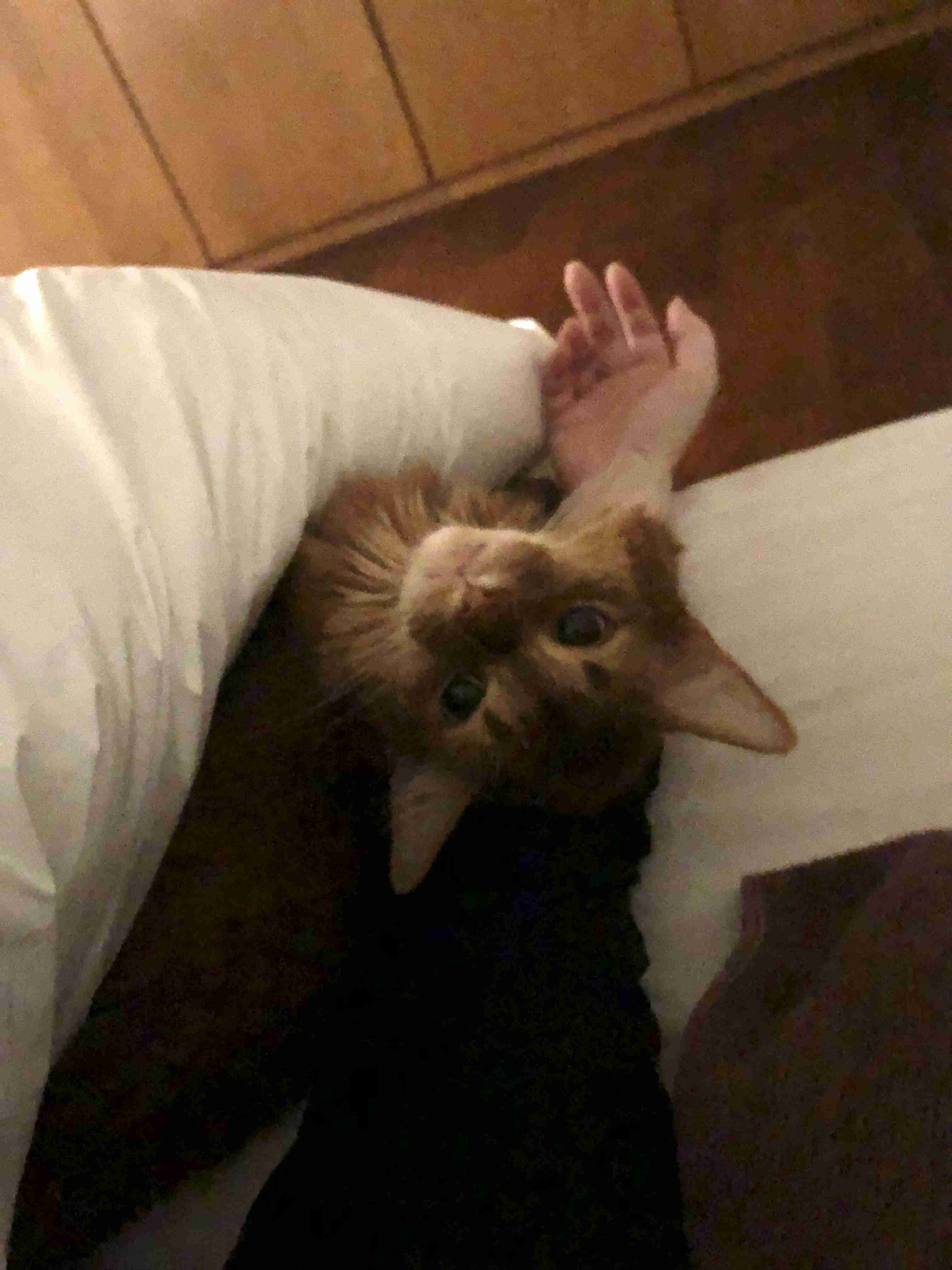 【身バレしない程度に】お宅の愛猫ちゃんを見せてください！part11 