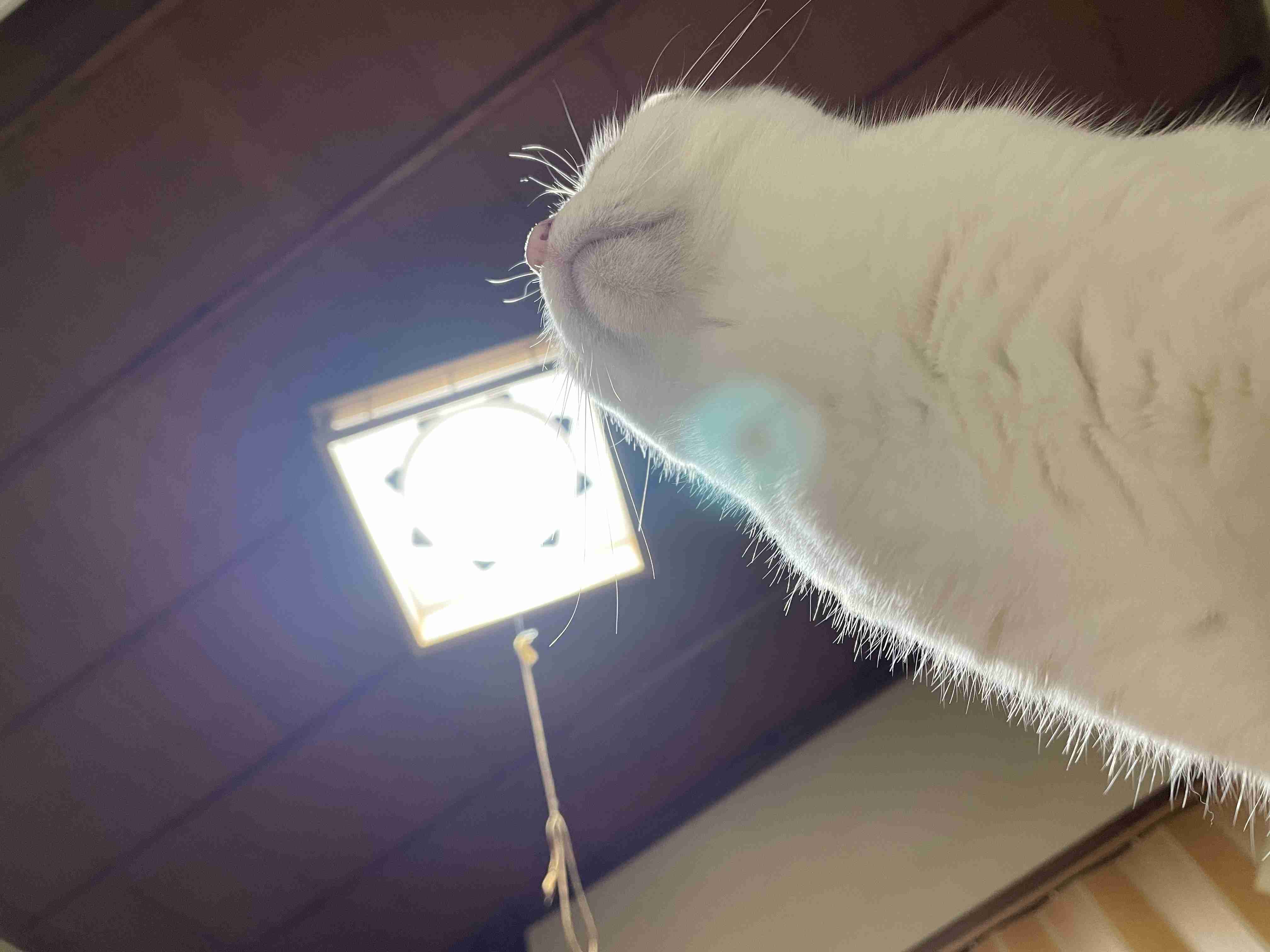 【身バレしない程度に】お宅の愛猫ちゃんを見せてください！part11 