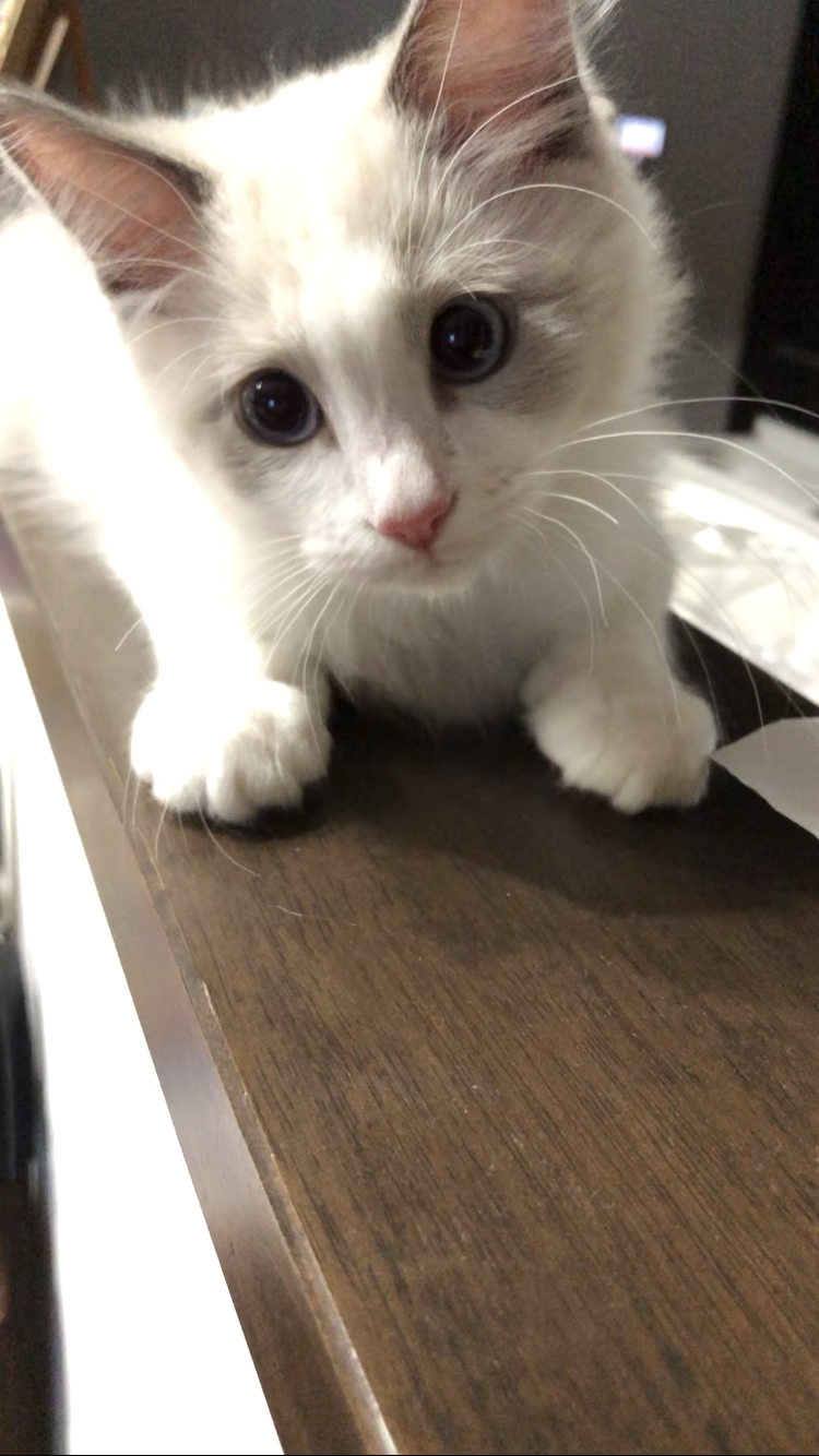 【身バレしない程度に】お宅の愛猫ちゃんを見せてください！part11 