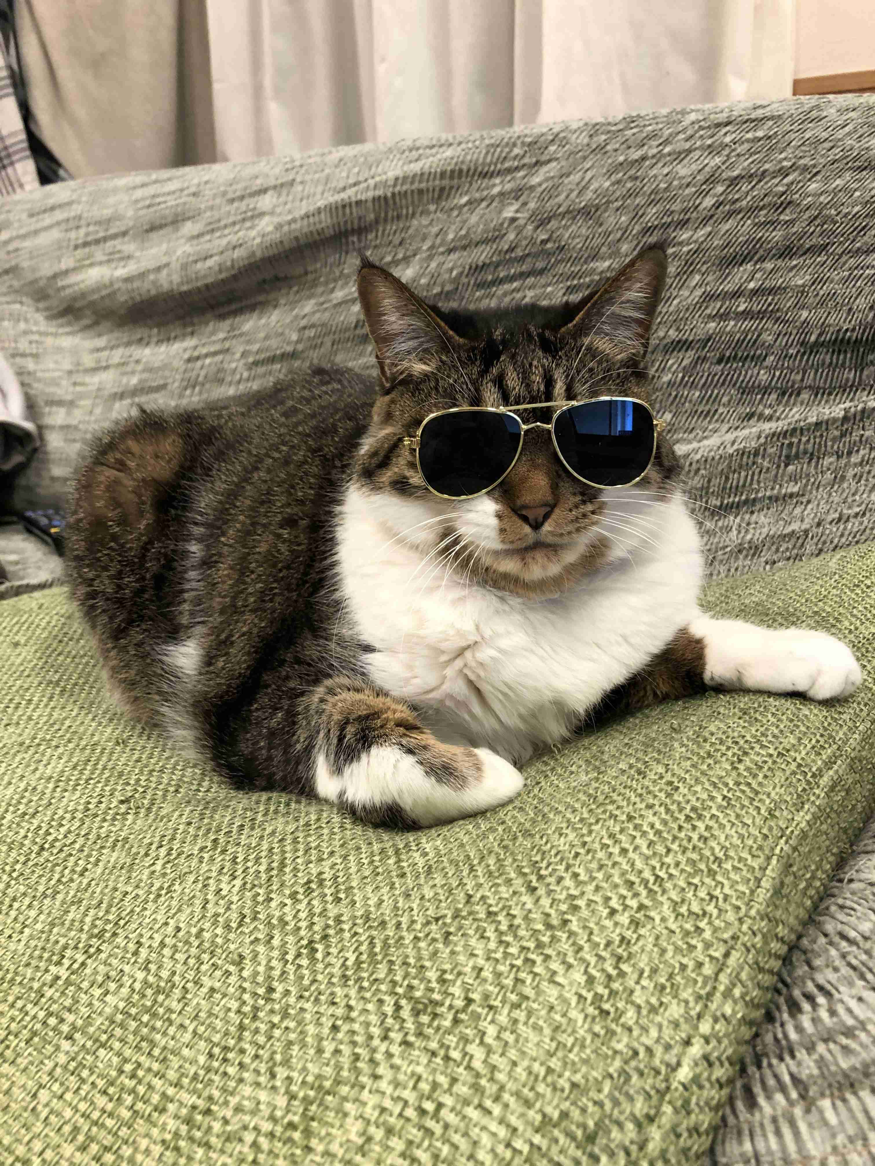 【身バレしない程度に】お宅の愛猫ちゃんを見せてください！part11 