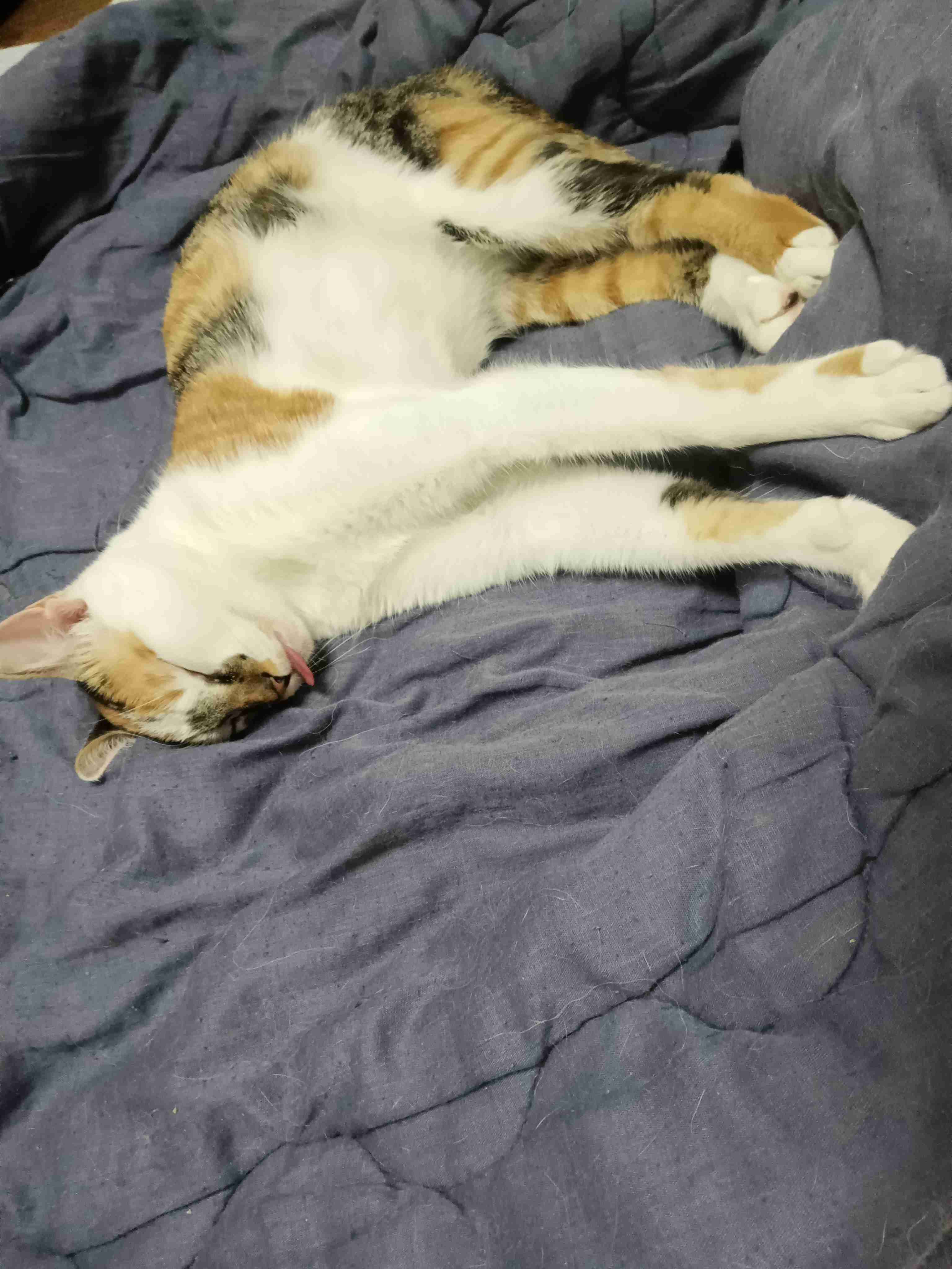 【身バレしない程度に】お宅の愛猫ちゃんを見せてください！part11 