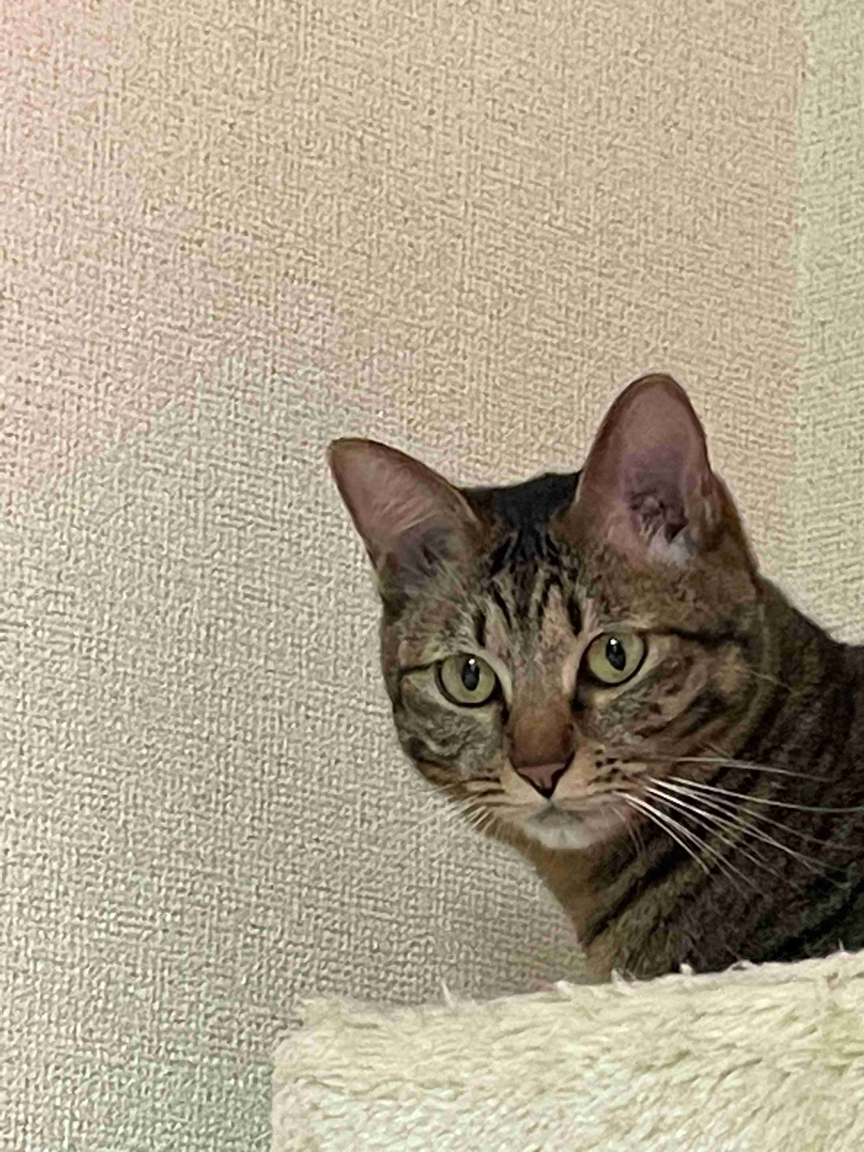 【身バレしない程度に】お宅の愛猫ちゃんを見せてください！part11 