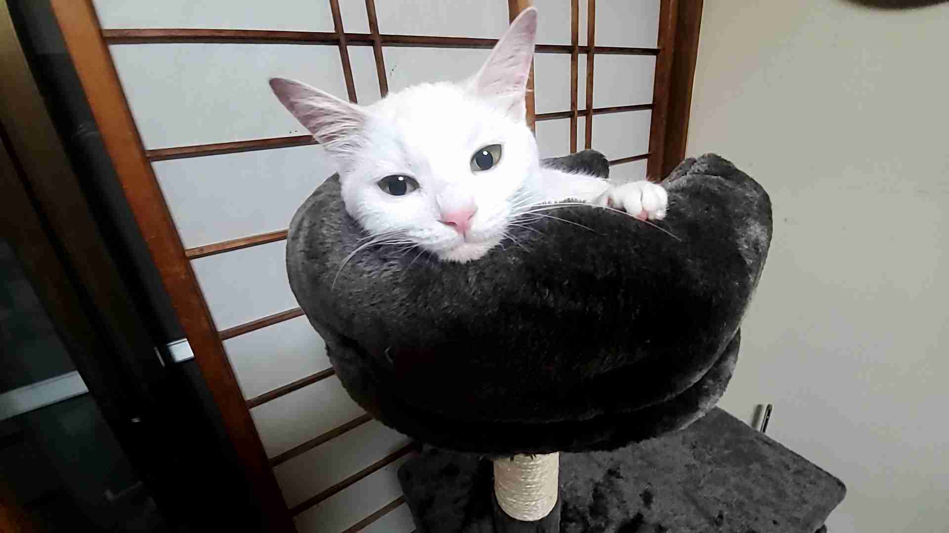 【身バレしない程度に】お宅の愛猫ちゃんを見せてください！part11 