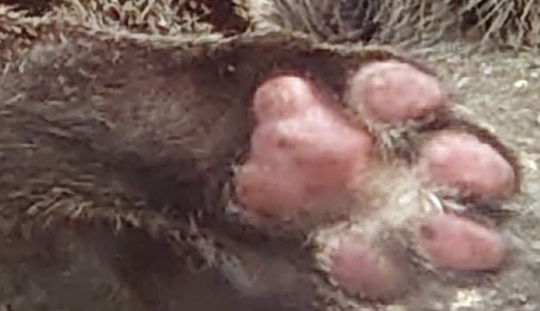 【身バレしない程度に】お宅の愛猫ちゃんを見せてください！part11 