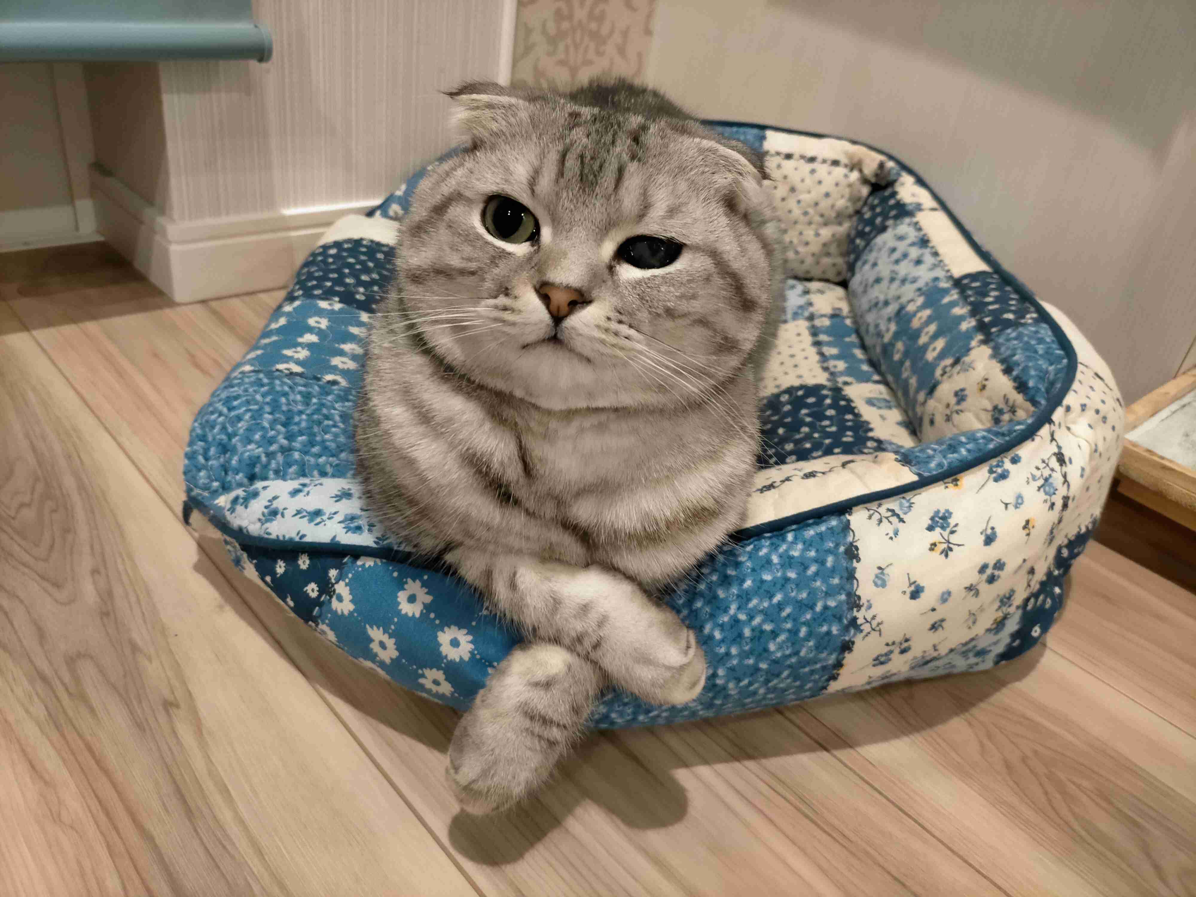 【身バレしない程度に】お宅の愛猫ちゃんを見せてください！part11 