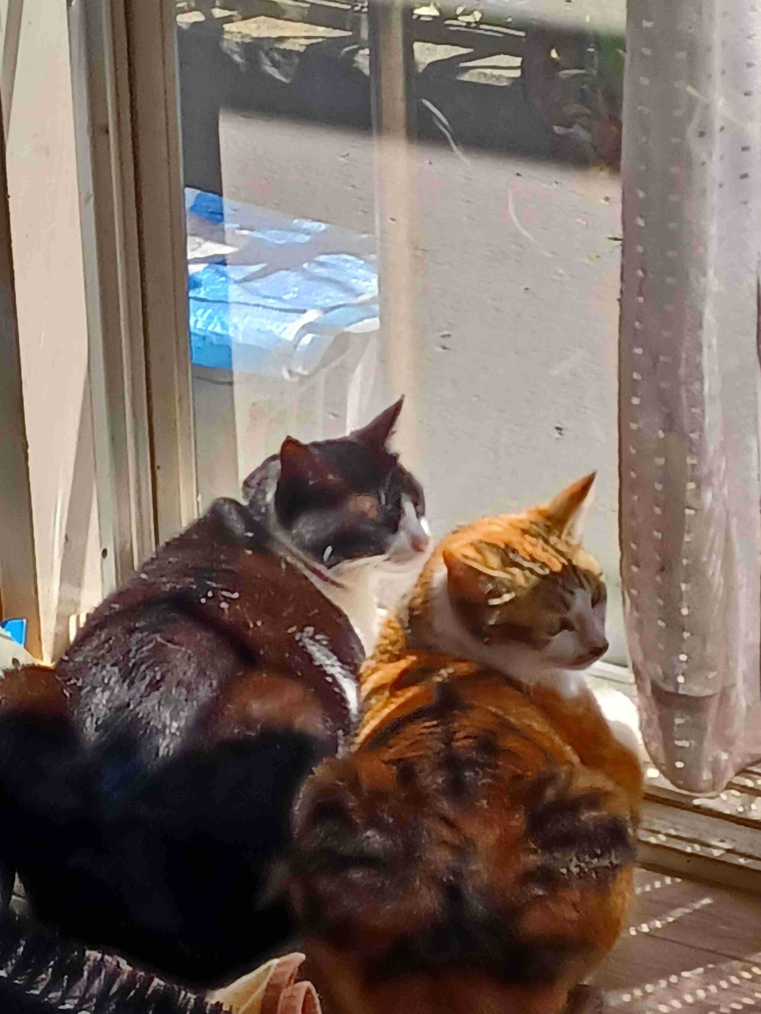 【身バレしない程度に】お宅の愛猫ちゃんを見せてください！part11 