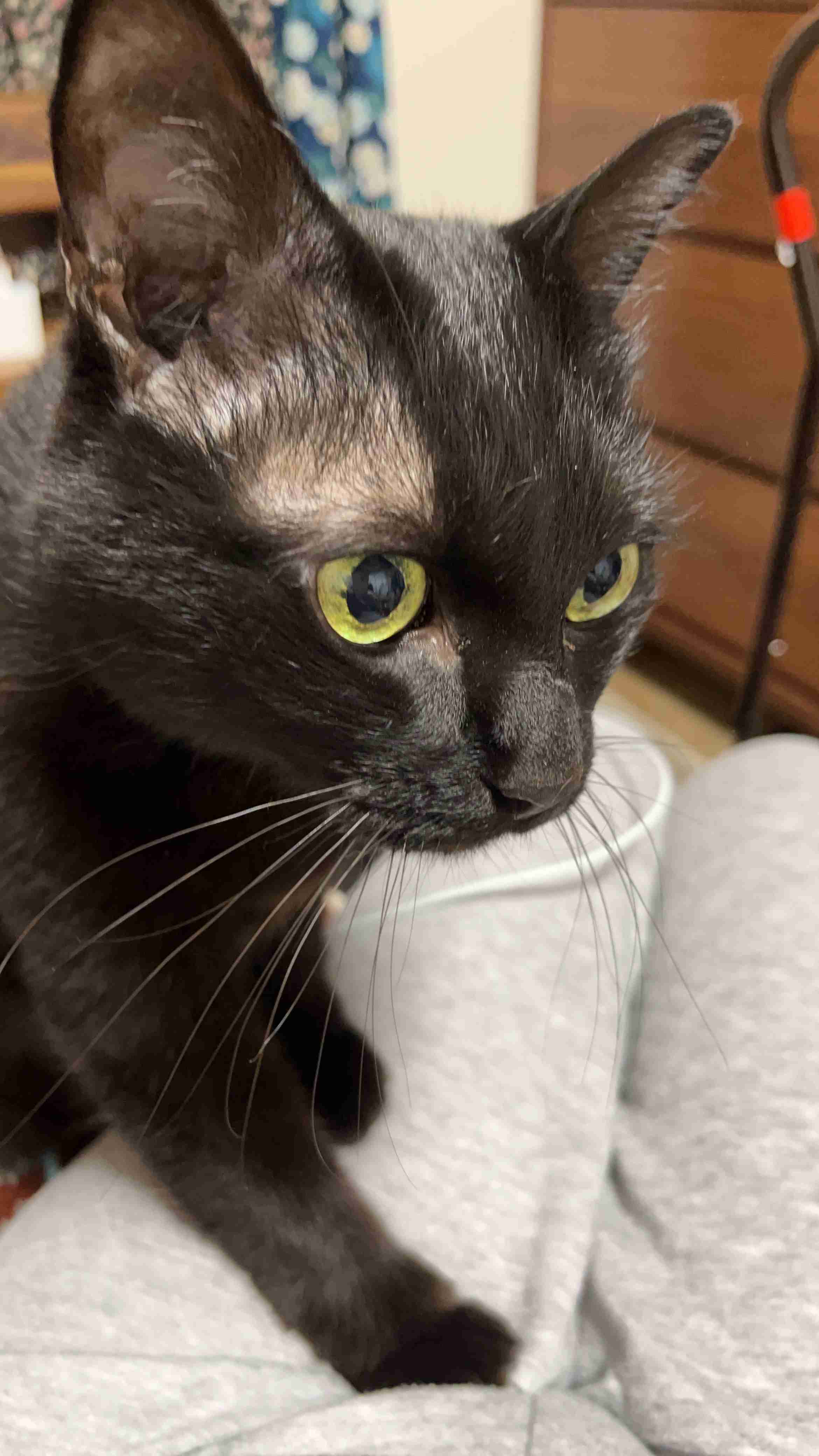 【身バレしない程度に】お宅の愛猫ちゃんを見せてください！part11 