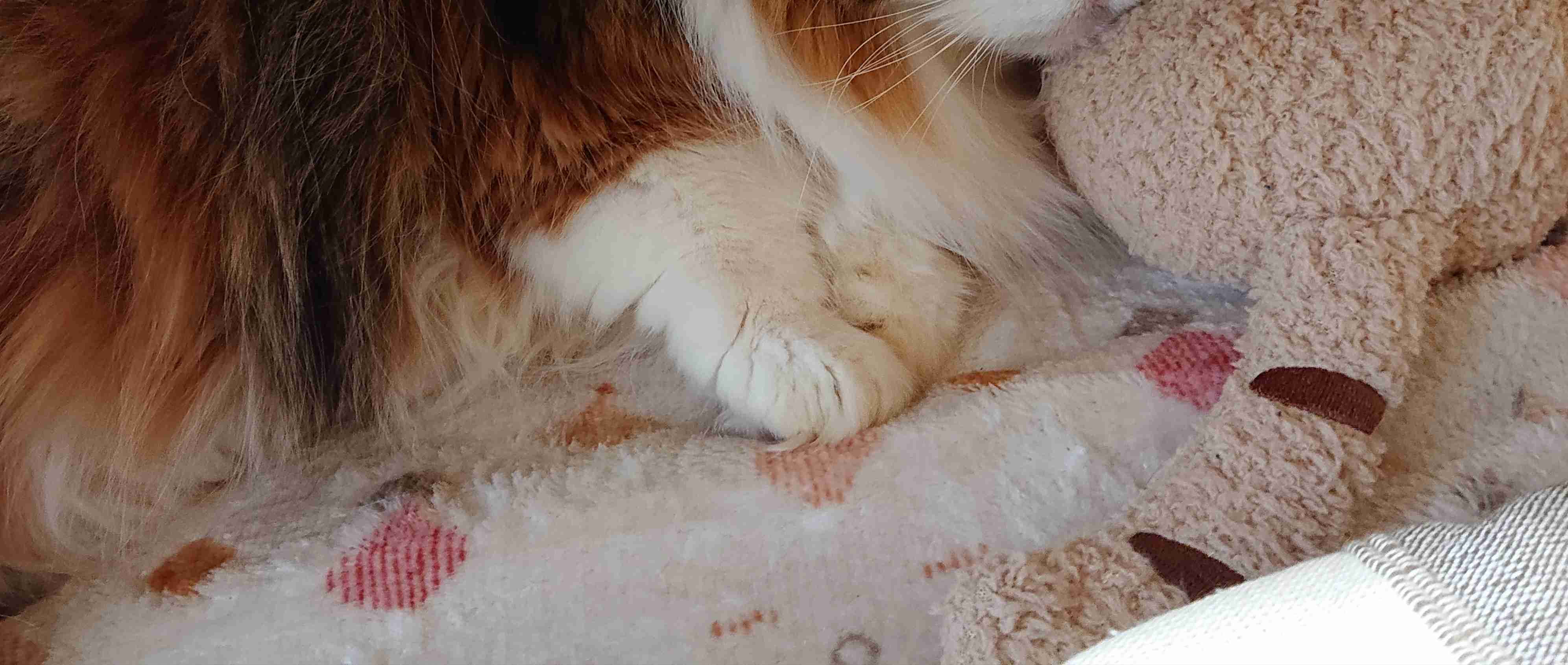 【身バレしない程度に】お宅の愛猫ちゃんを見せてください！part11 