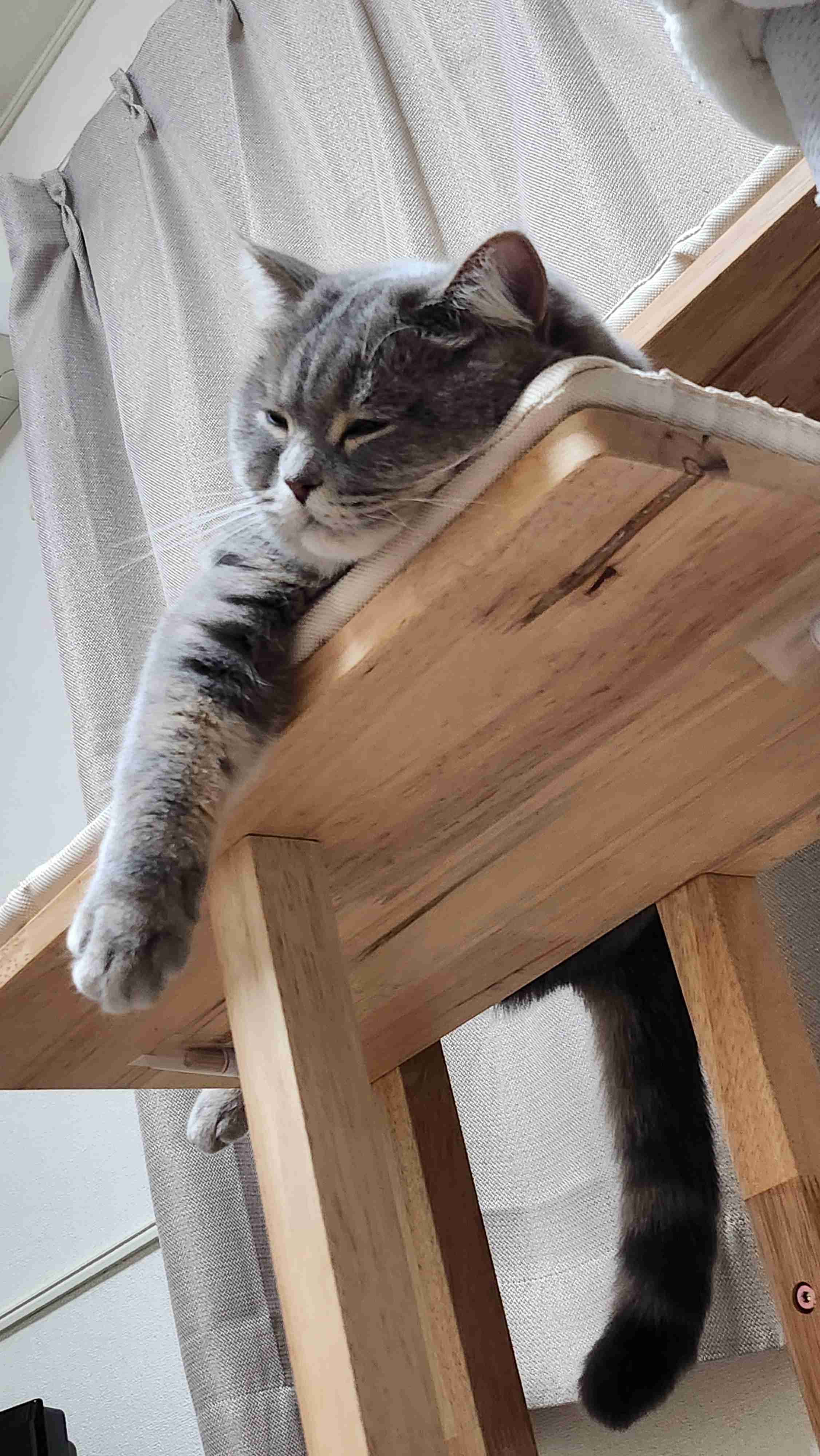 【身バレしない程度に】お宅の愛猫ちゃんを見せてください！part11 