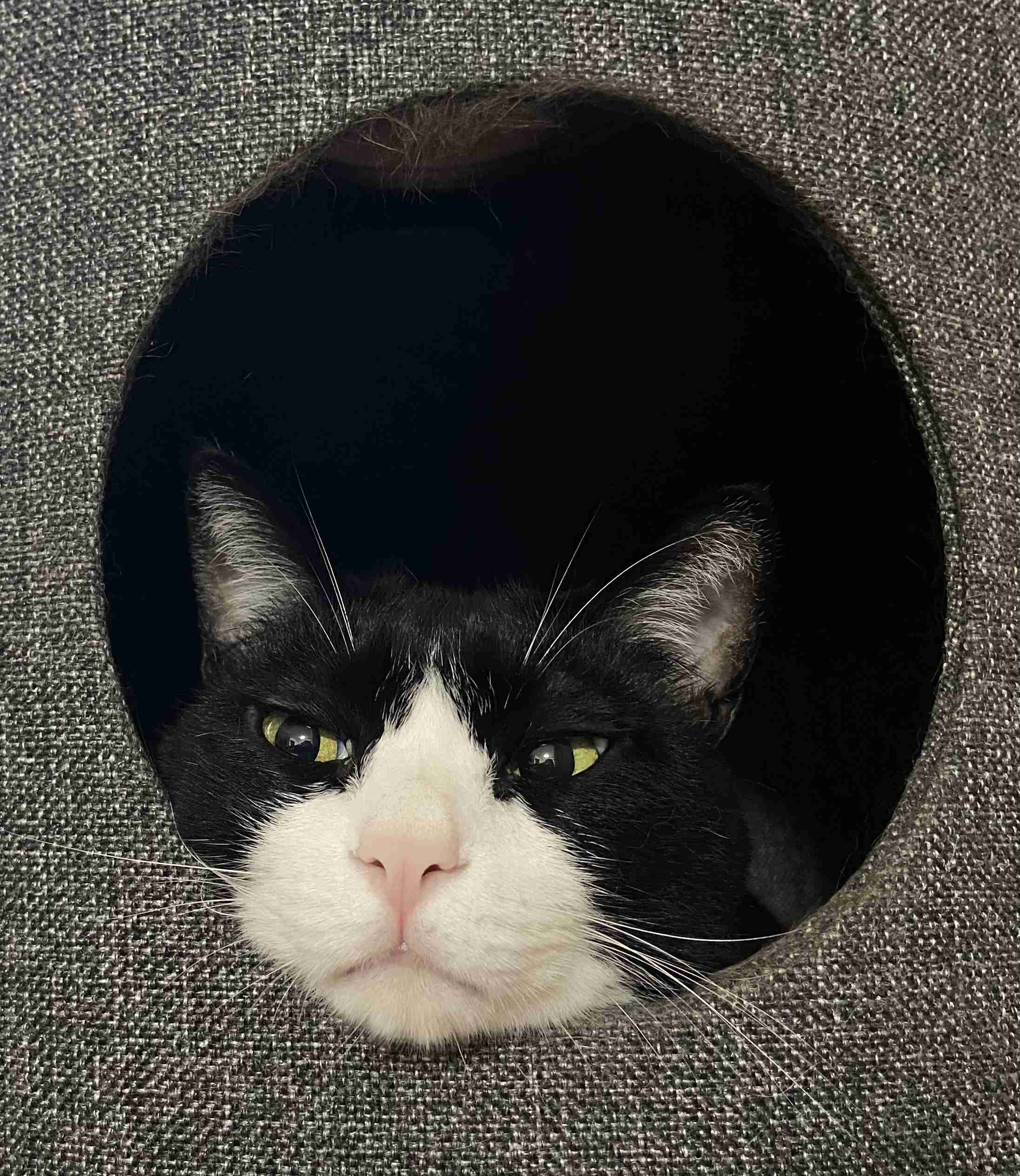 【身バレしない程度に】お宅の愛猫ちゃんを見せてください！part11 