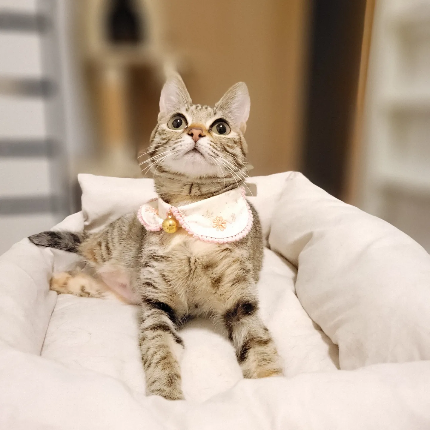 【身バレしない程度に】お宅の愛猫ちゃんを見せてください！part11 