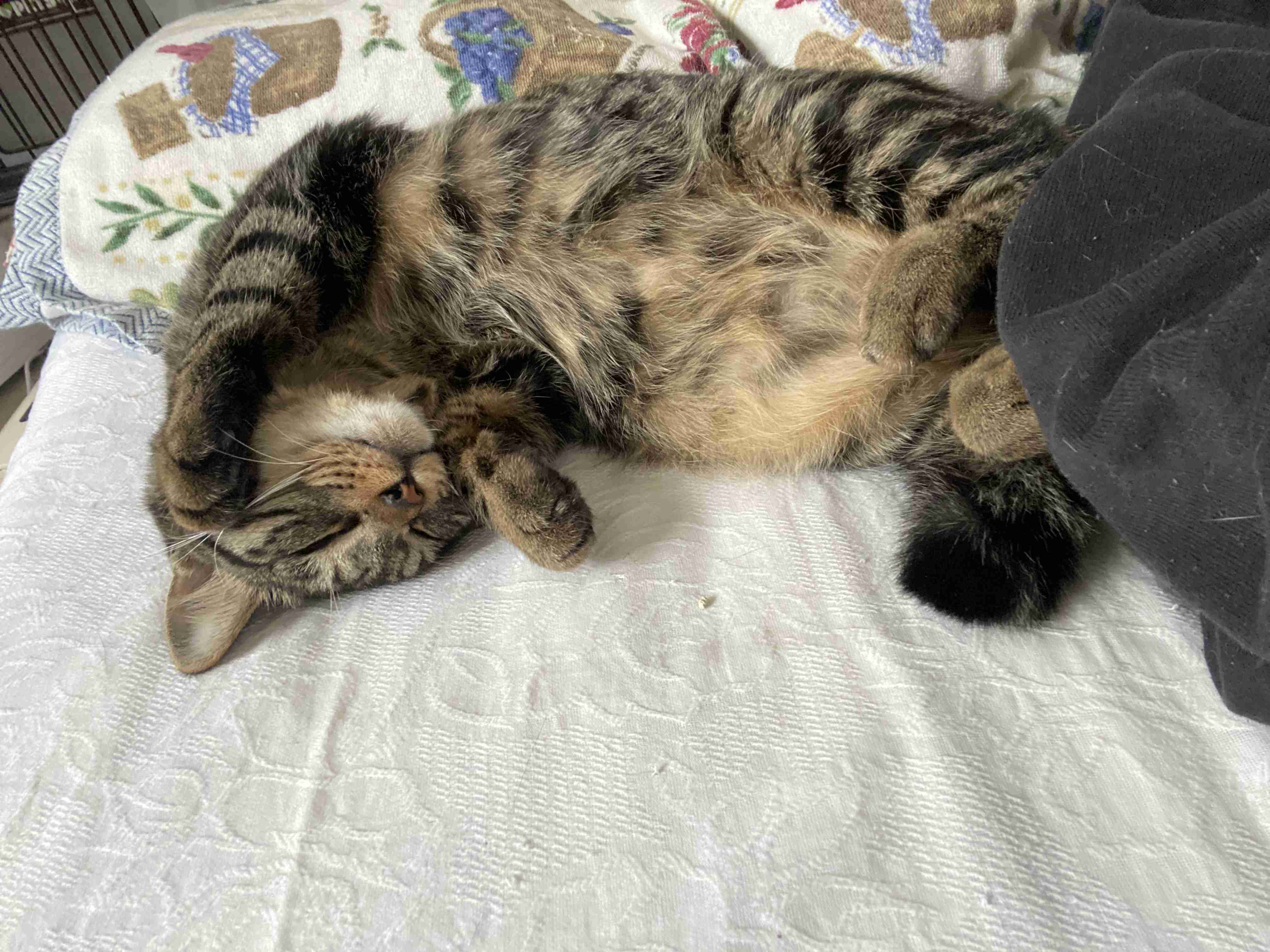 【身バレしない程度に】お宅の愛猫ちゃんを見せてください！part11 