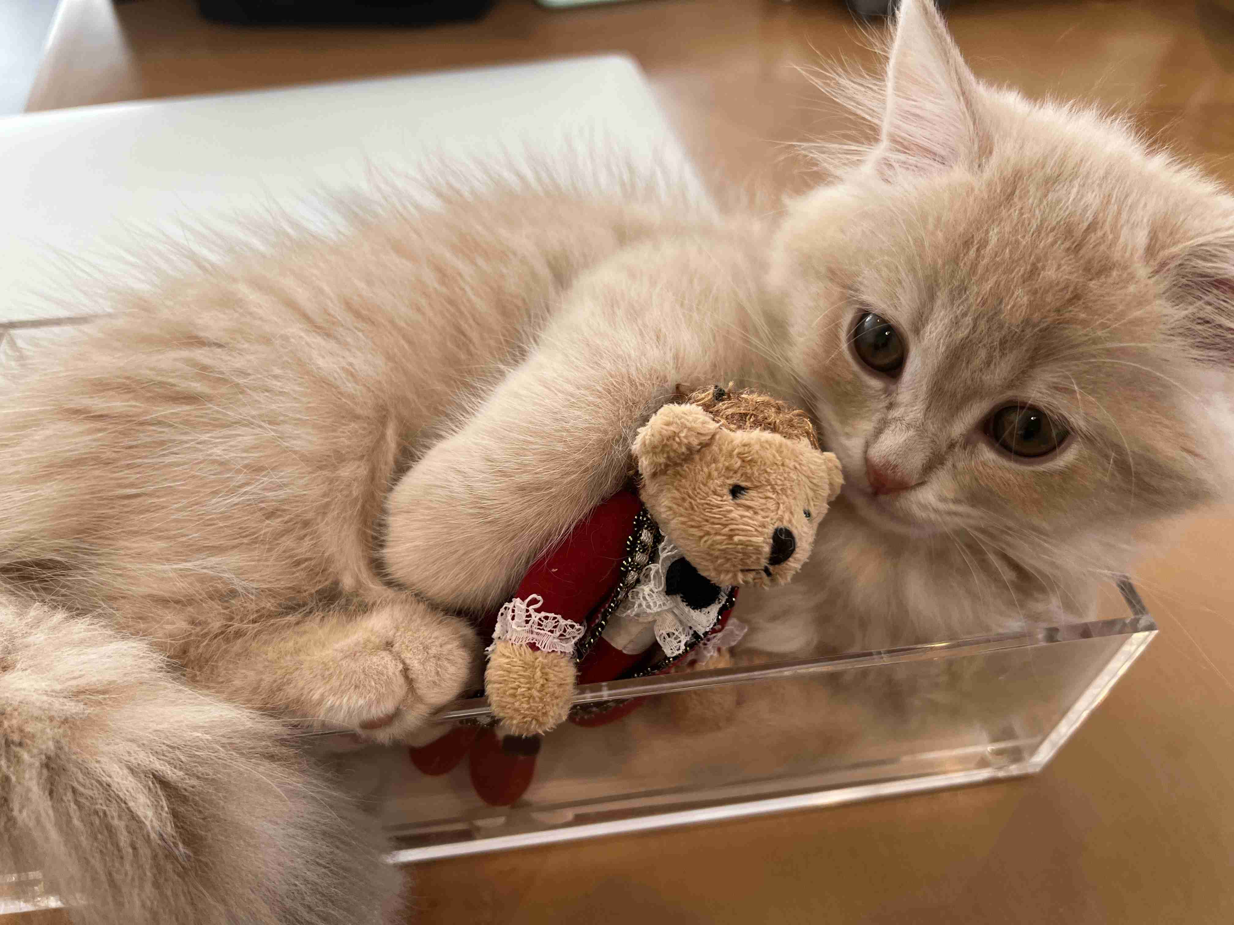 【身バレしない程度に】お宅の愛猫ちゃんを見せてください！part11 