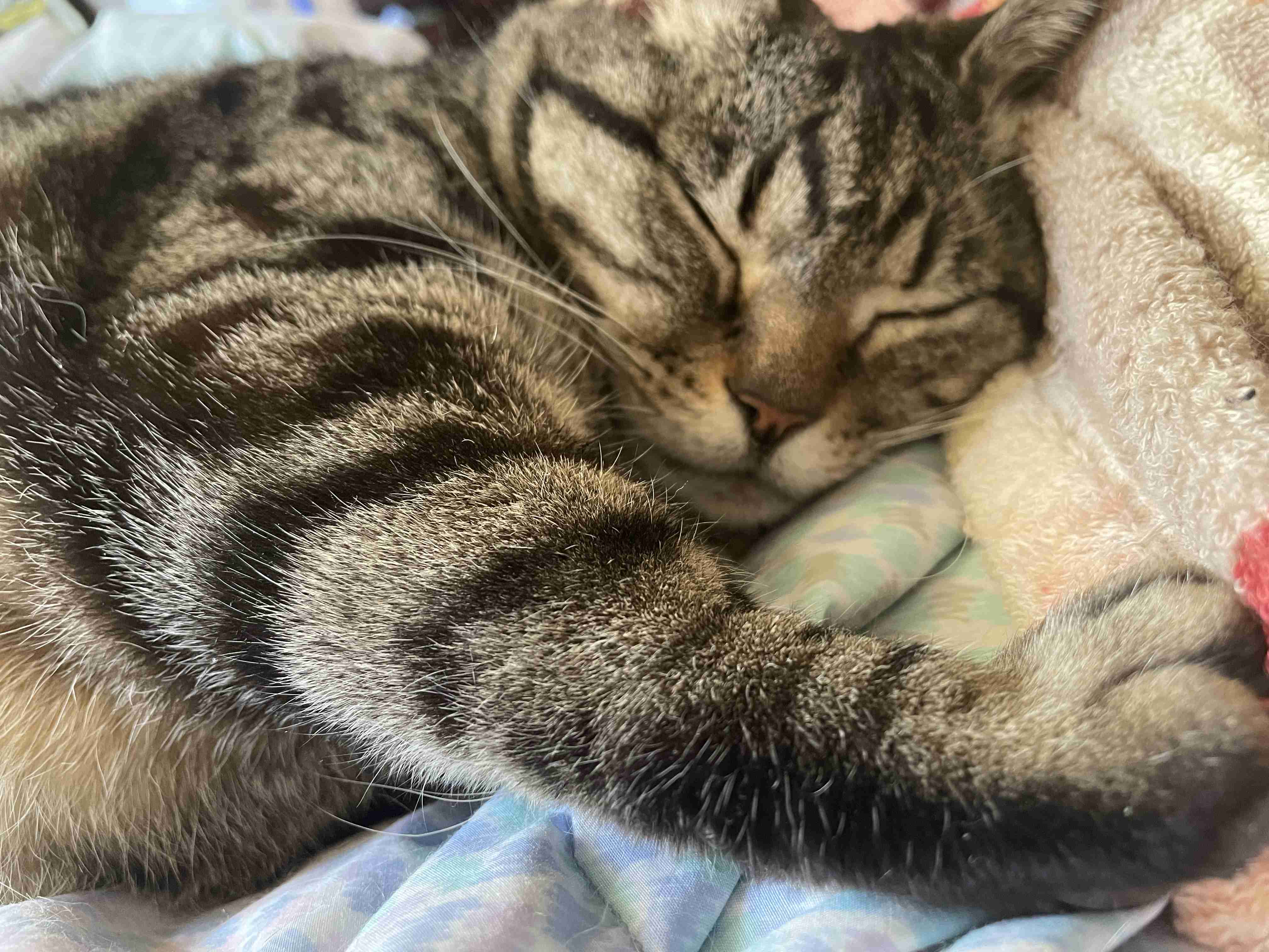 【身バレしない程度に】お宅の愛猫ちゃんを見せてください！part11 