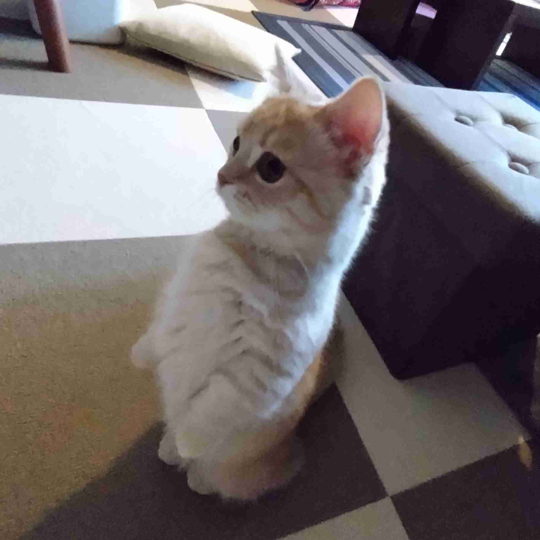 【身バレしない程度に】お宅の愛猫ちゃんを見せてください！part11 