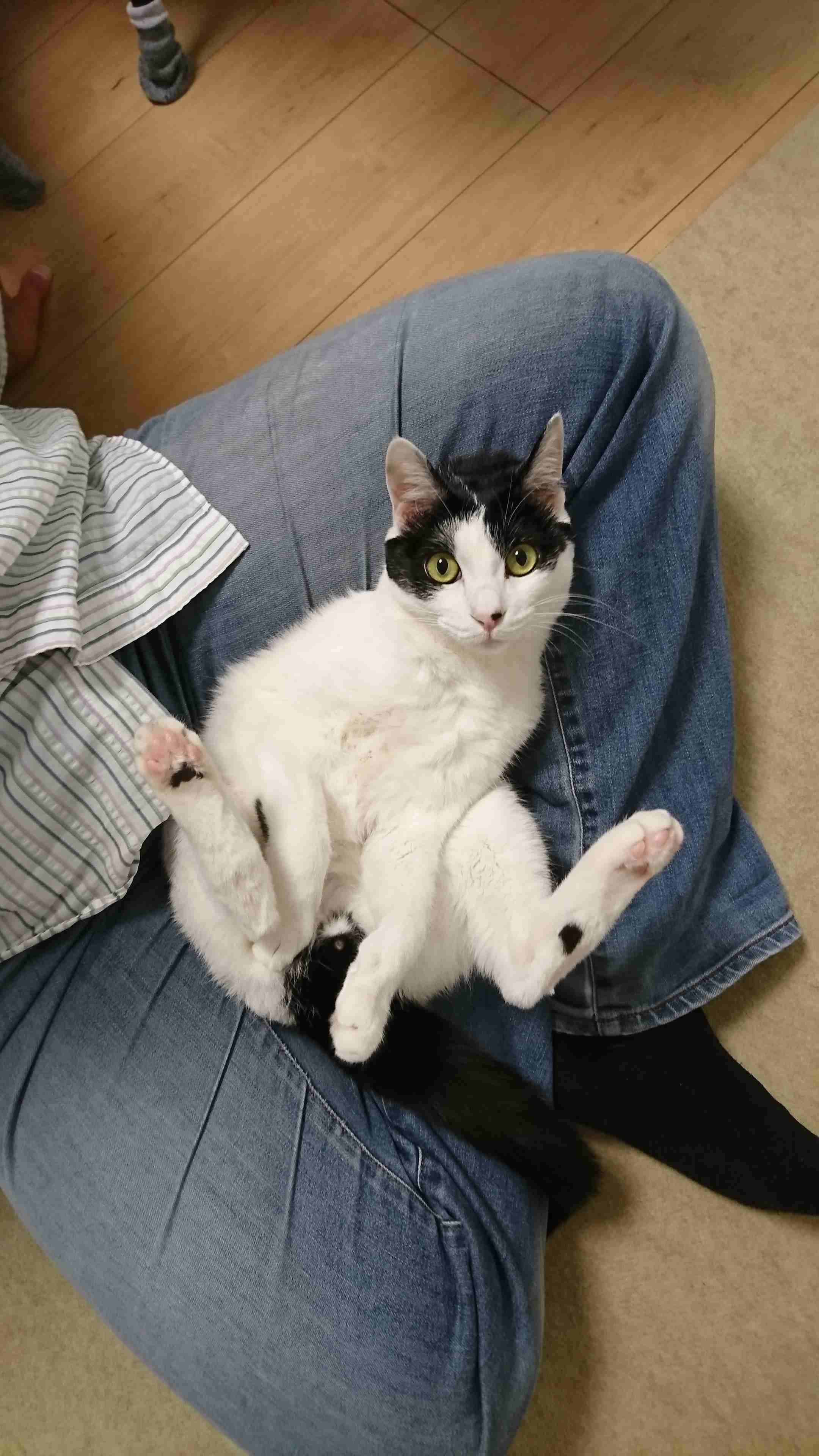 【身バレしない程度に】お宅の愛猫ちゃんを見せてください！part11 