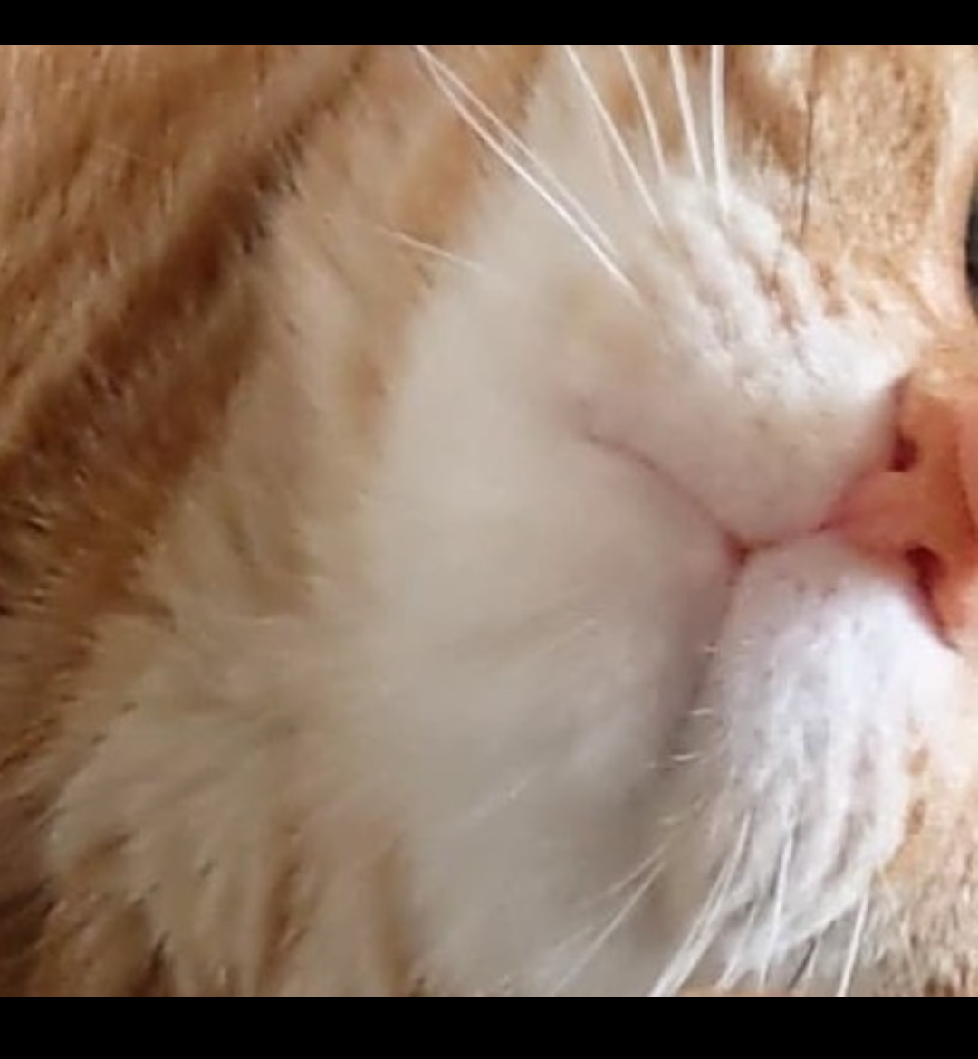 【身バレしない程度に】お宅の愛猫ちゃんを見せてください！part11 