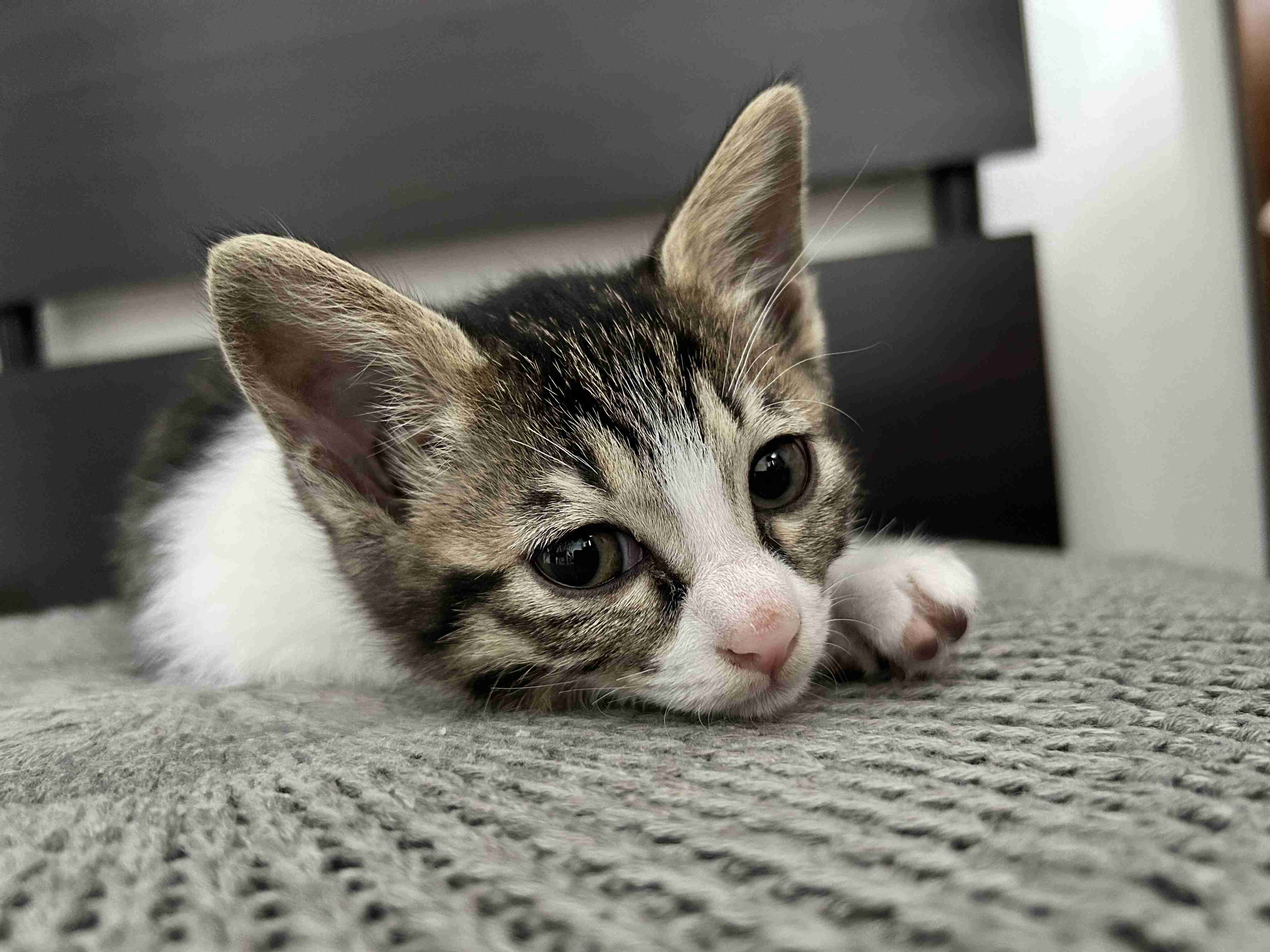 【身バレしない程度に】お宅の愛猫ちゃんを見せてください！part11 