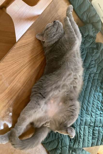 【身バレしない程度に】お宅の愛猫ちゃんを見せてください！part11 