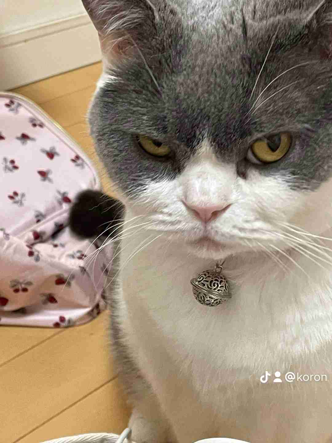 【身バレしない程度に】お宅の愛猫ちゃんを見せてください！part11 