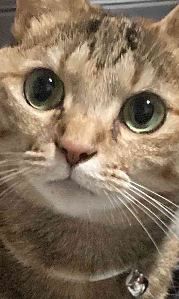 【身バレしない程度に】お宅の愛猫ちゃんを見せてください！part11 