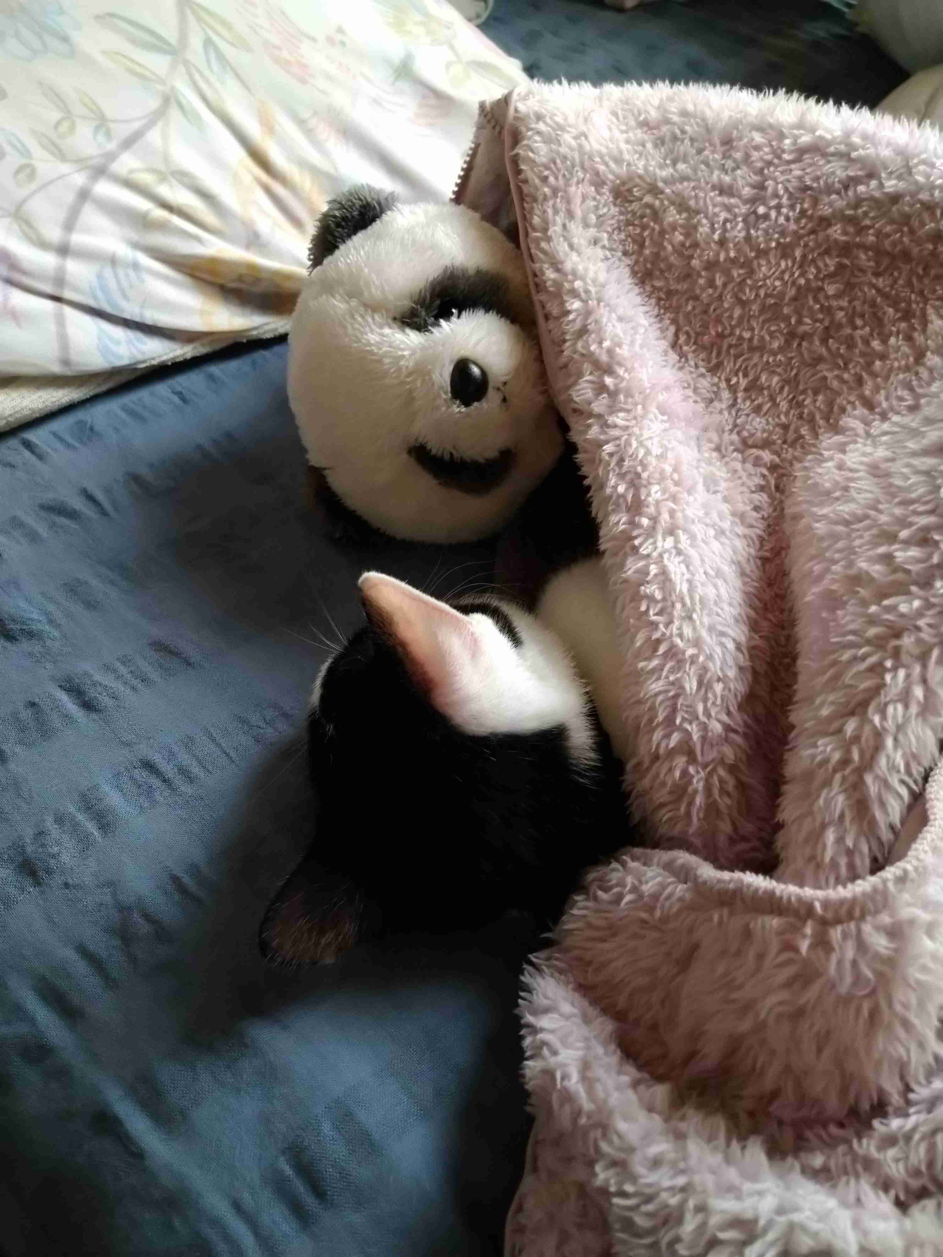 【身バレしない程度に】お宅の愛猫ちゃんを見せてください！part11 