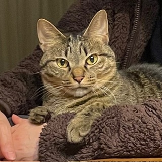 【身バレしない程度に】お宅の愛猫ちゃんを見せてください！part11 