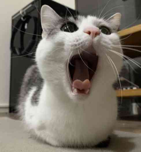 【身バレしない程度に】お宅の愛猫ちゃんを見せてください！part11 